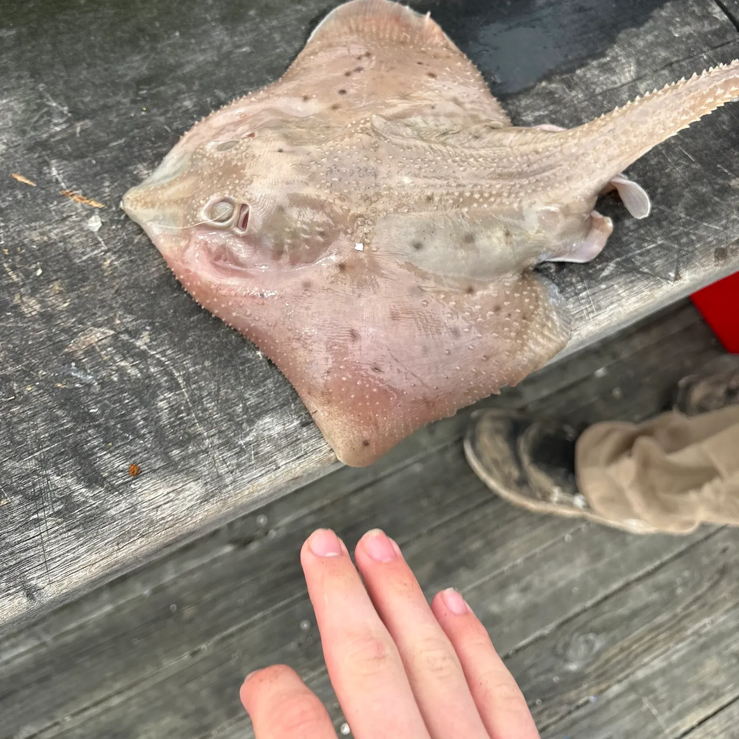 The most recent Little Skate catches on Fishbrain