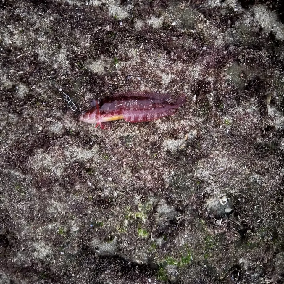 The most recent Striped kelpfish catches on Fishbrain