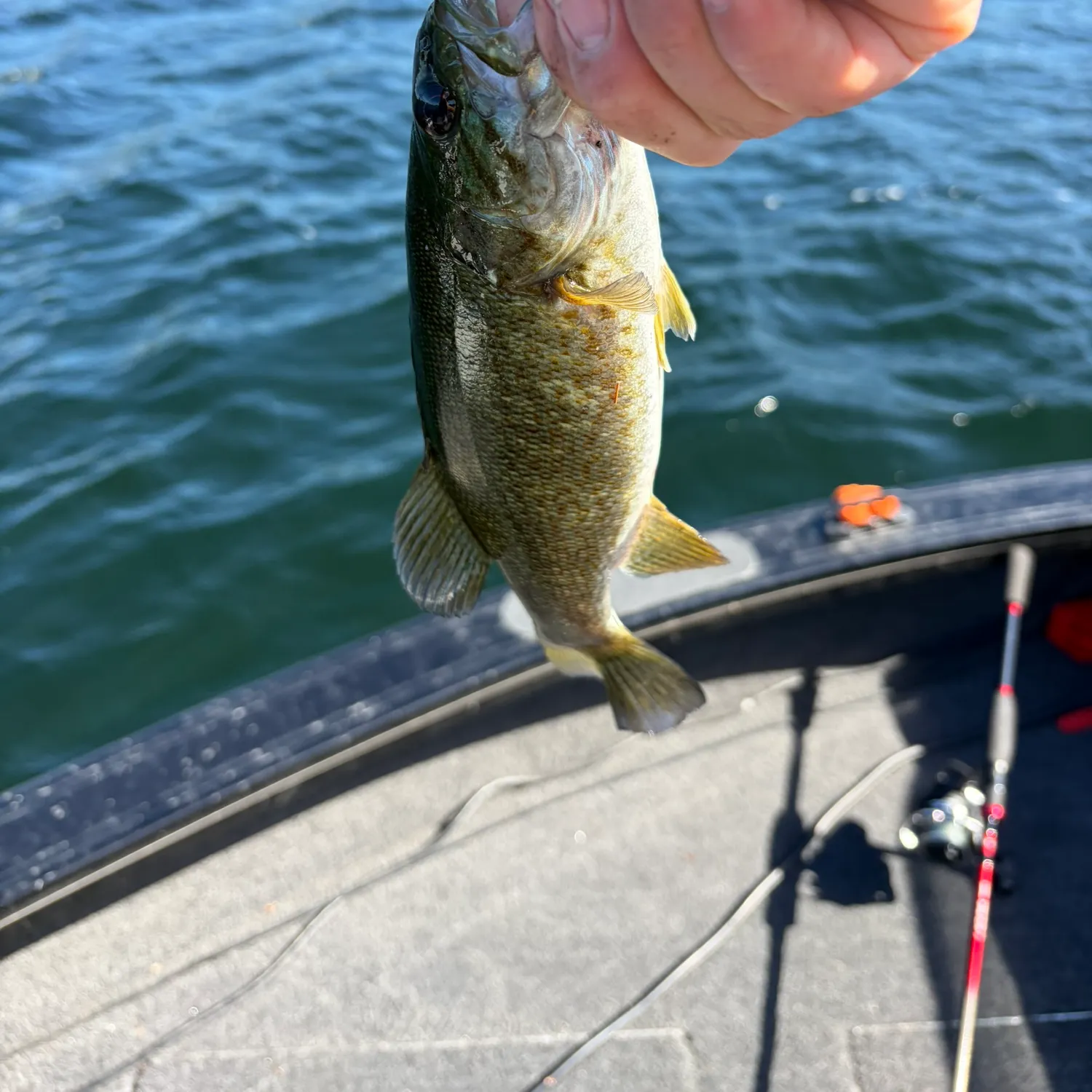 Smallmouth bass caught on Fishbrain