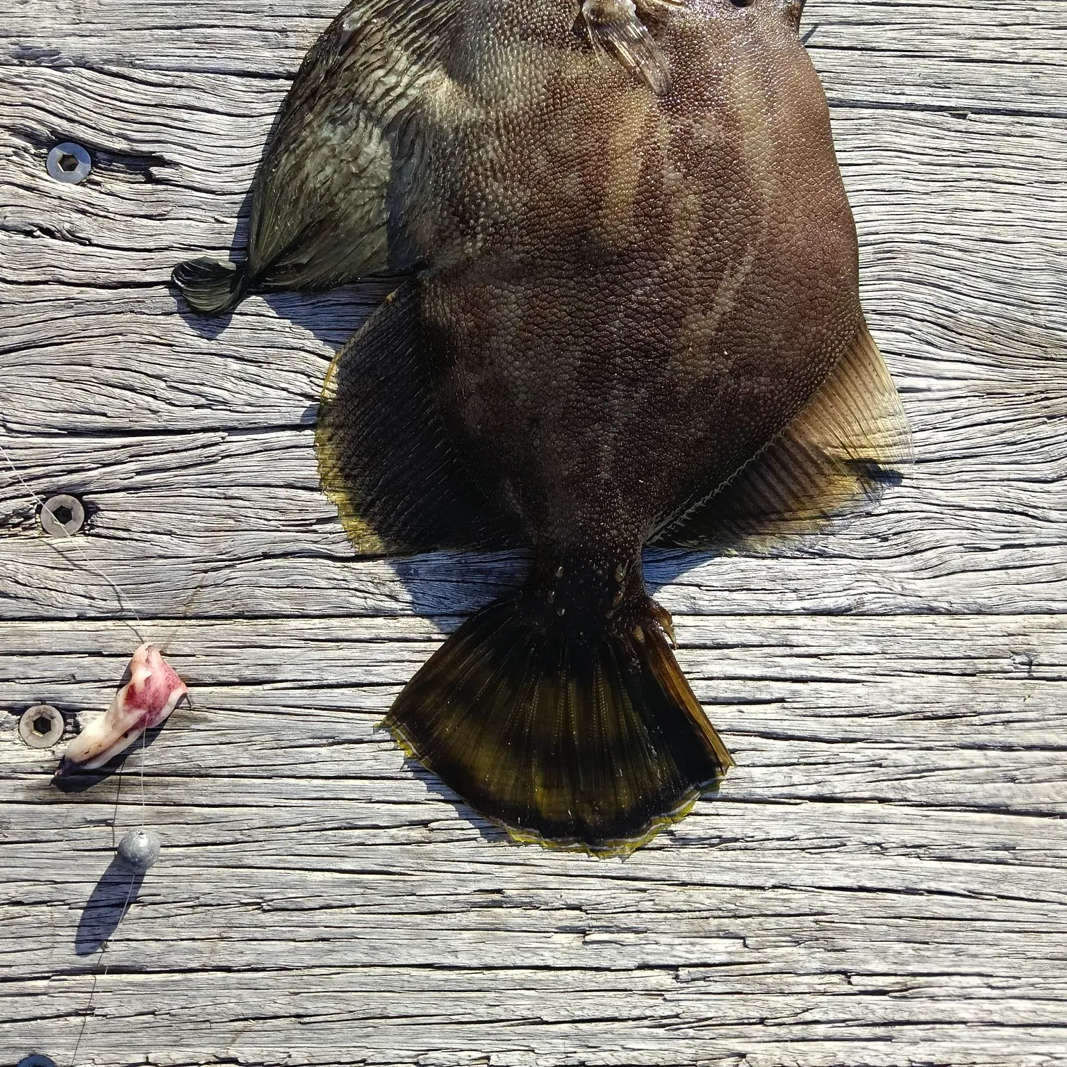 The most recent Fan-bellied leatherjacket catches on Fishbrain