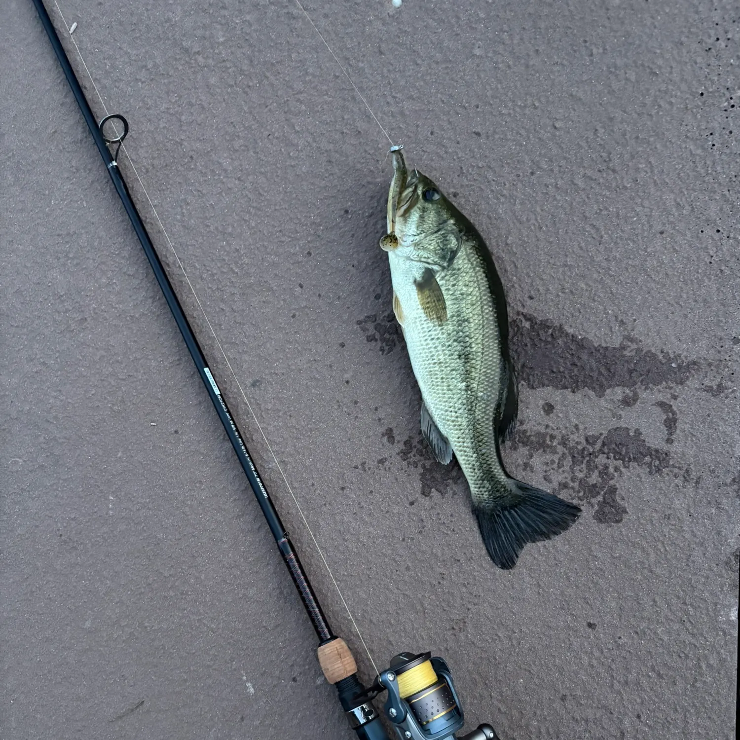 Largemouth bass caught on Fishbrain