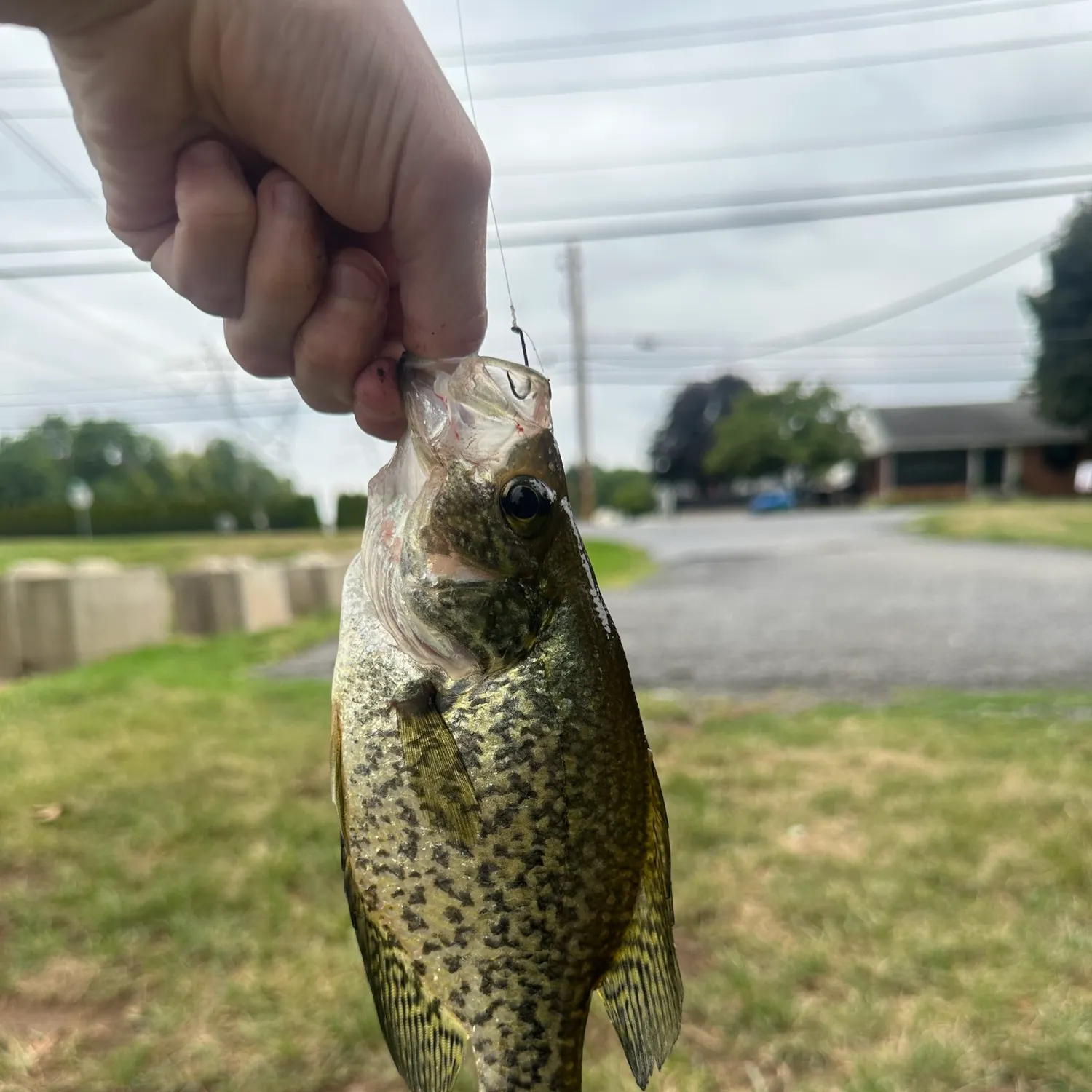 catch