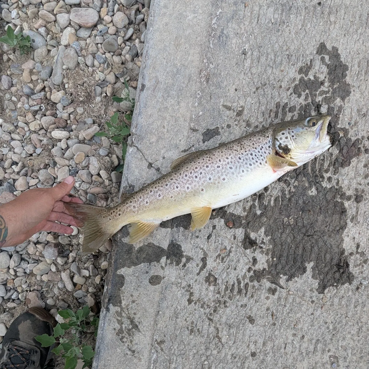 recently logged catches