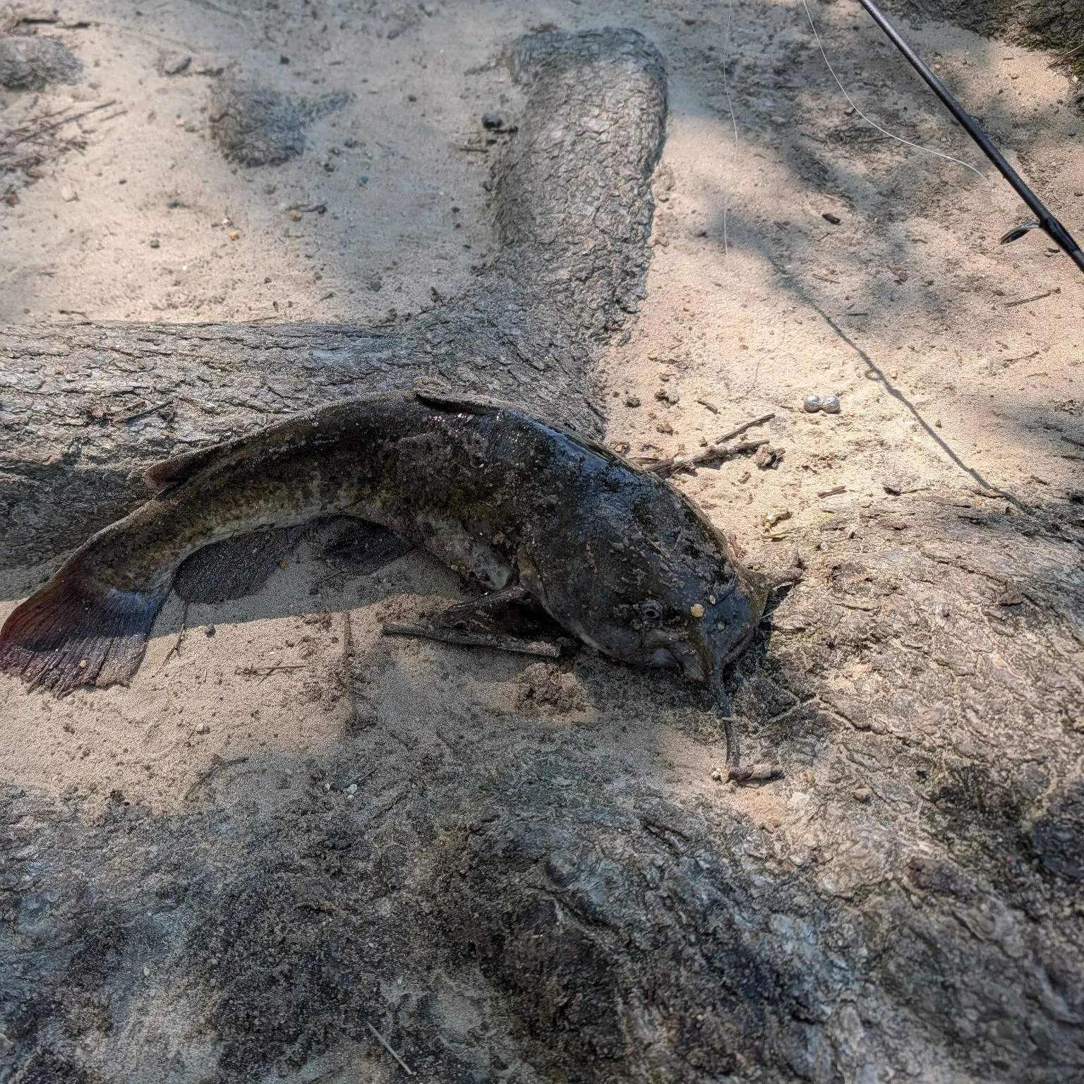 Brown bullhead caught on Fishbrain