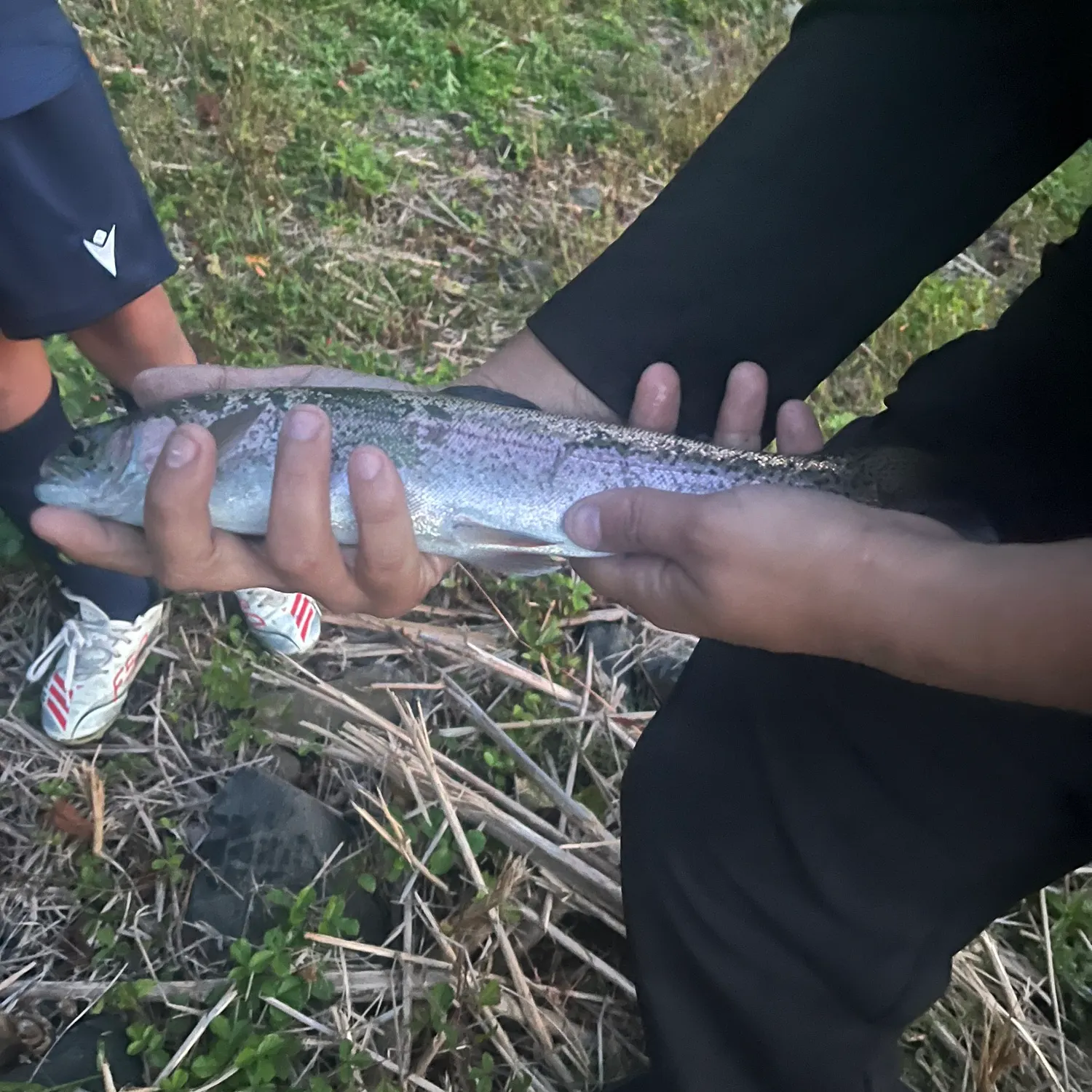 Rainbow trout caught on Fishbrain