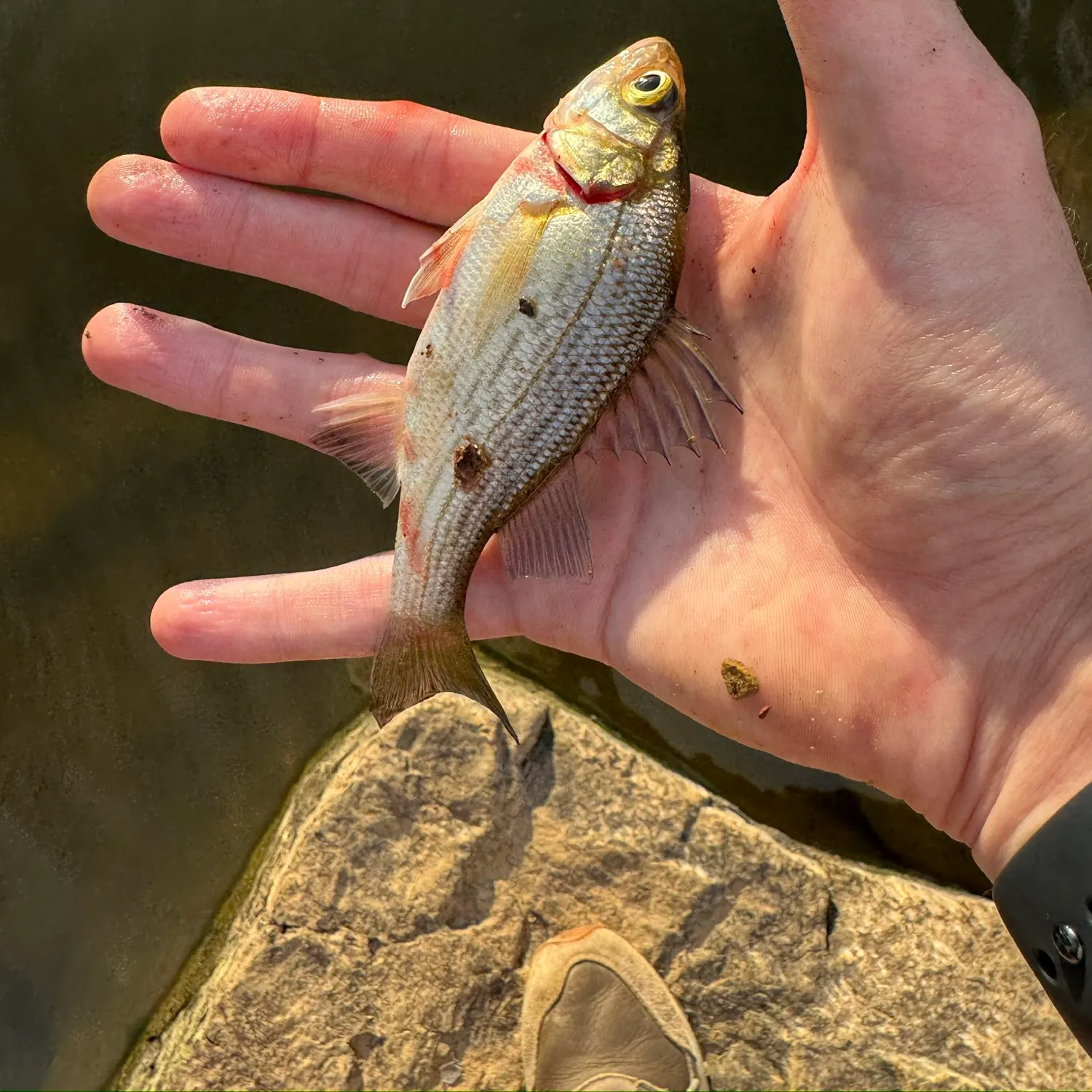 White perch caught on Fishbrain