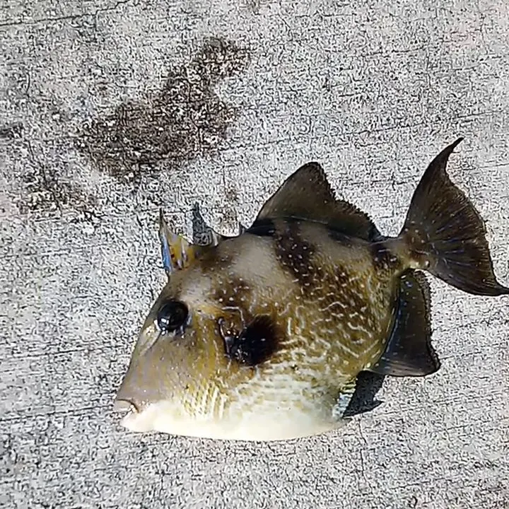 The most recent Grey triggerfish catches on Fishbrain