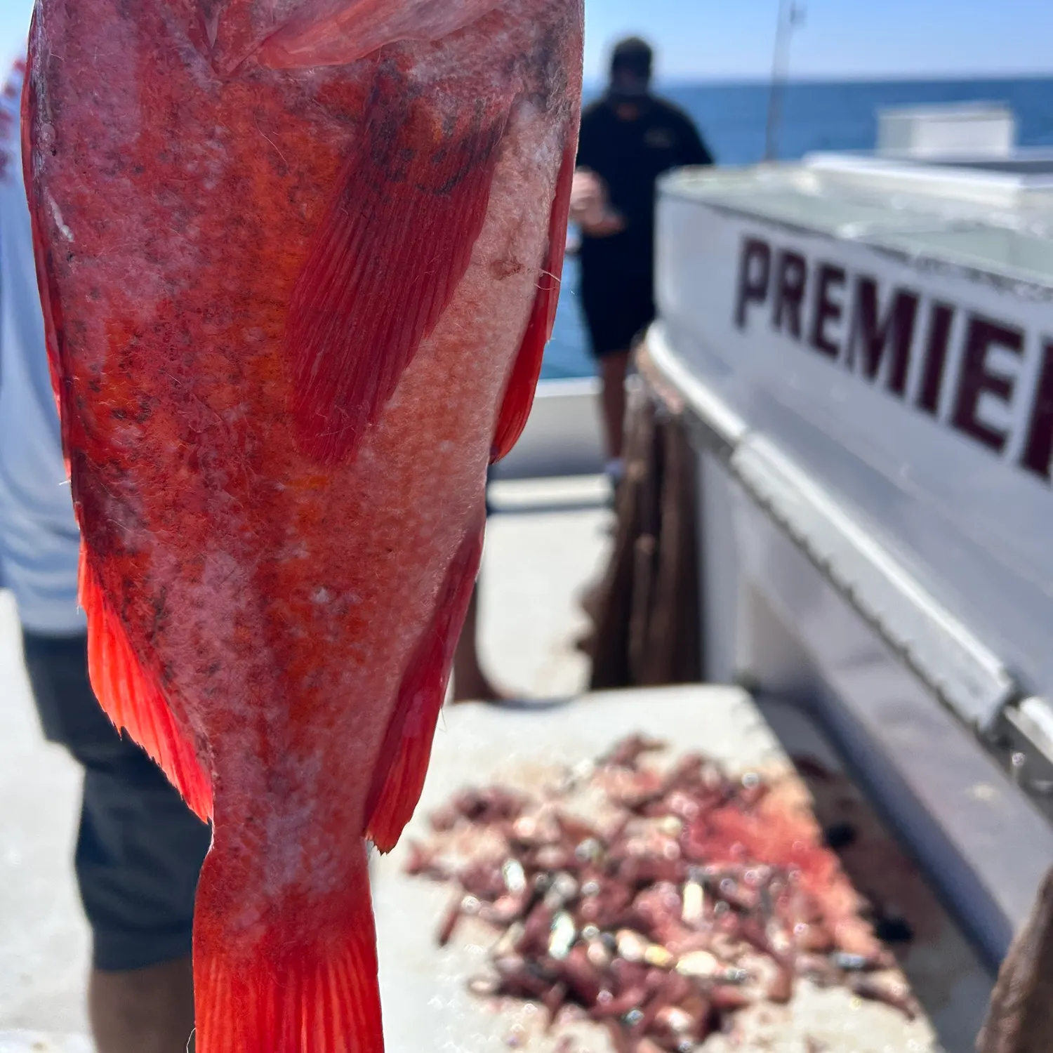 Vermilion rockfish caught on Fishbrain