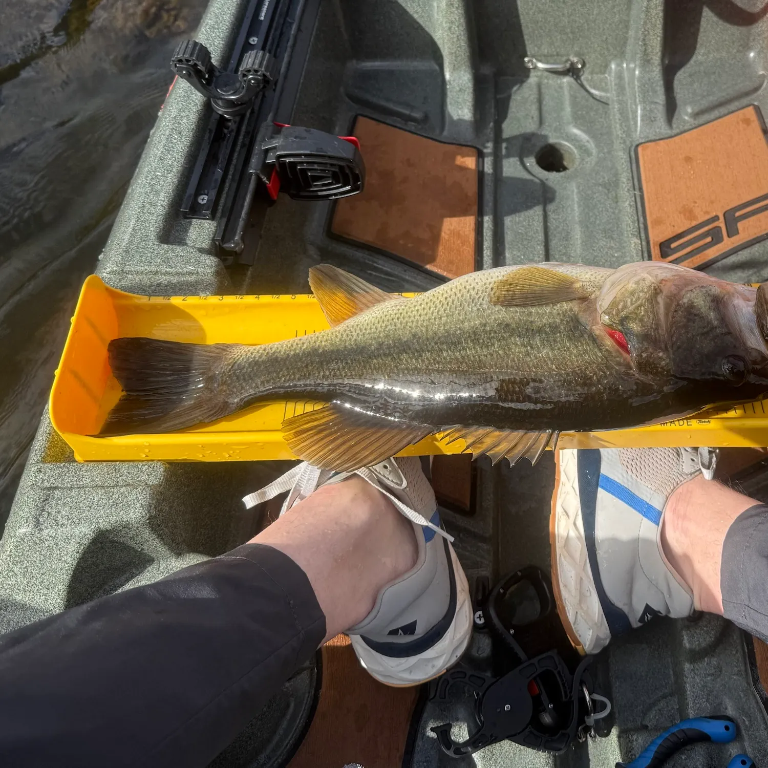 Largemouth bass caught on Fishbrain