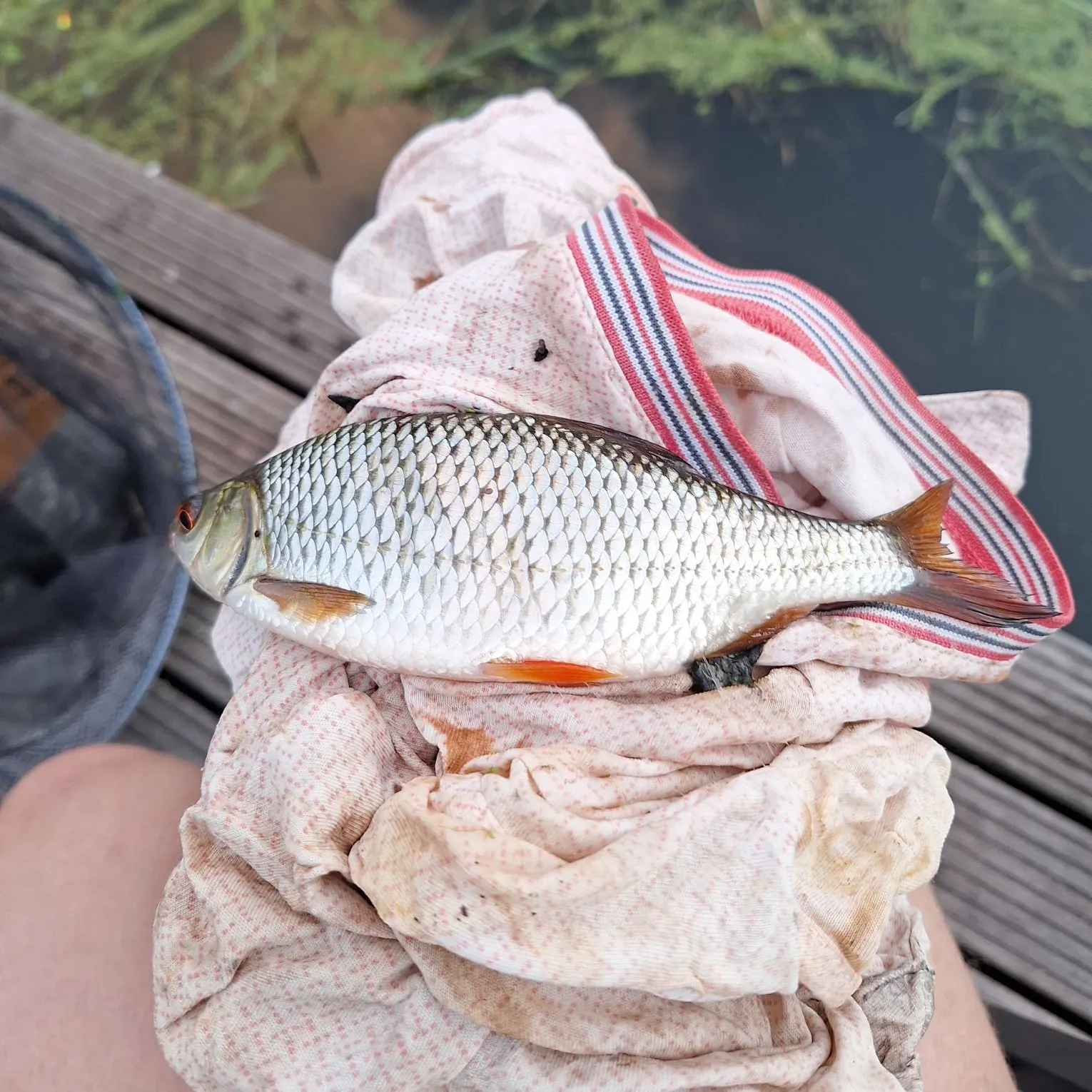 Common roach caught on Fishbrain