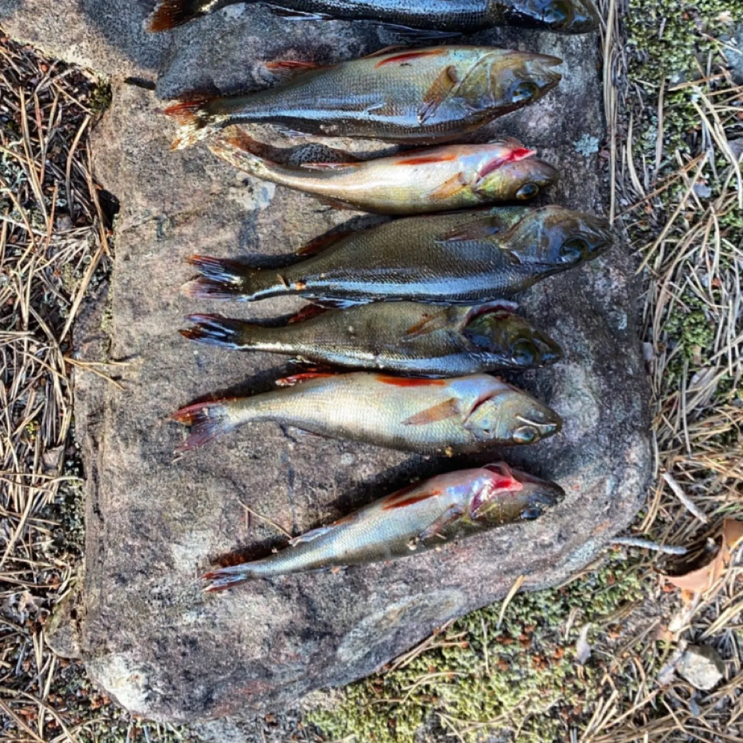 recently logged catches