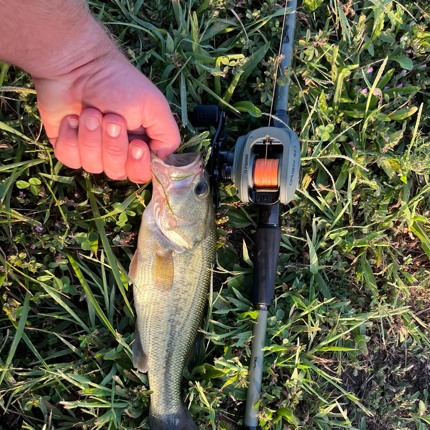Largemouth bass caught on Fishbrain