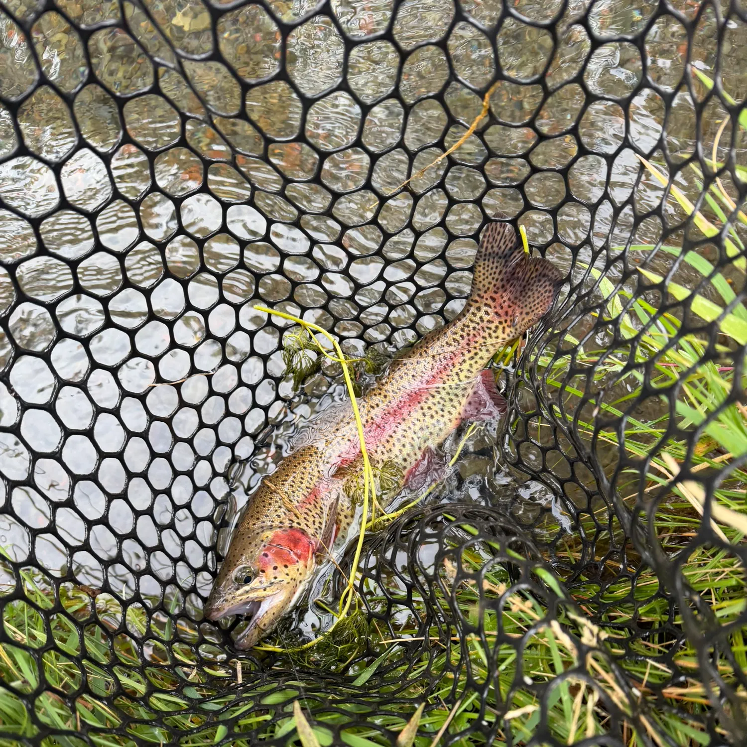 Rainbow trout caught on Fishbrain