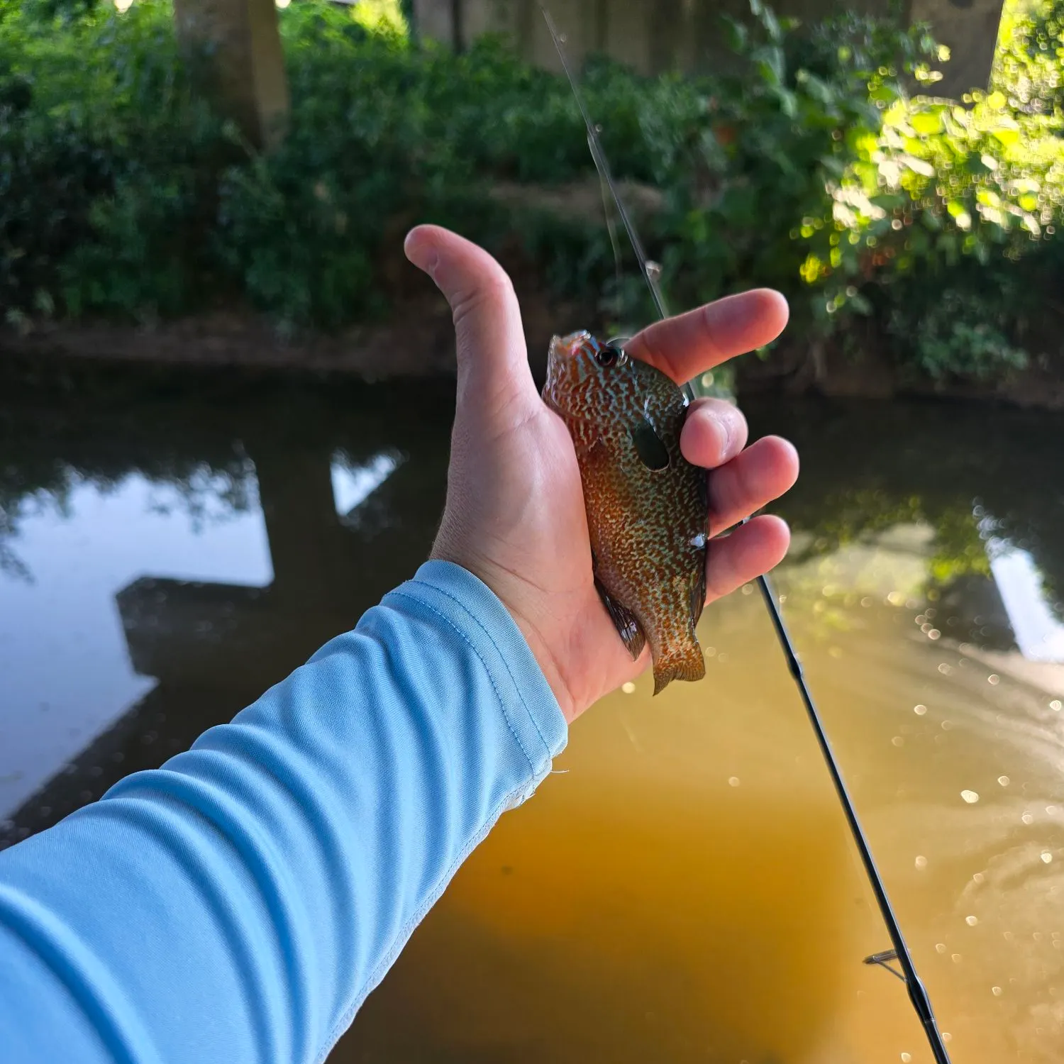 Longear sunfish caught on Fishbrain