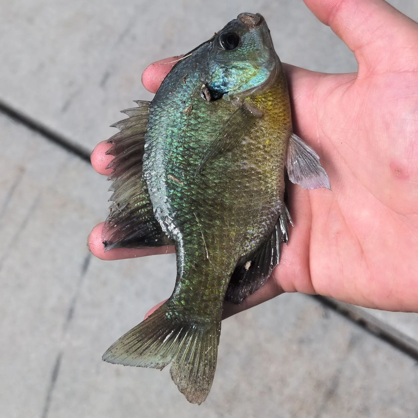 Bluegill caught on Fishbrain