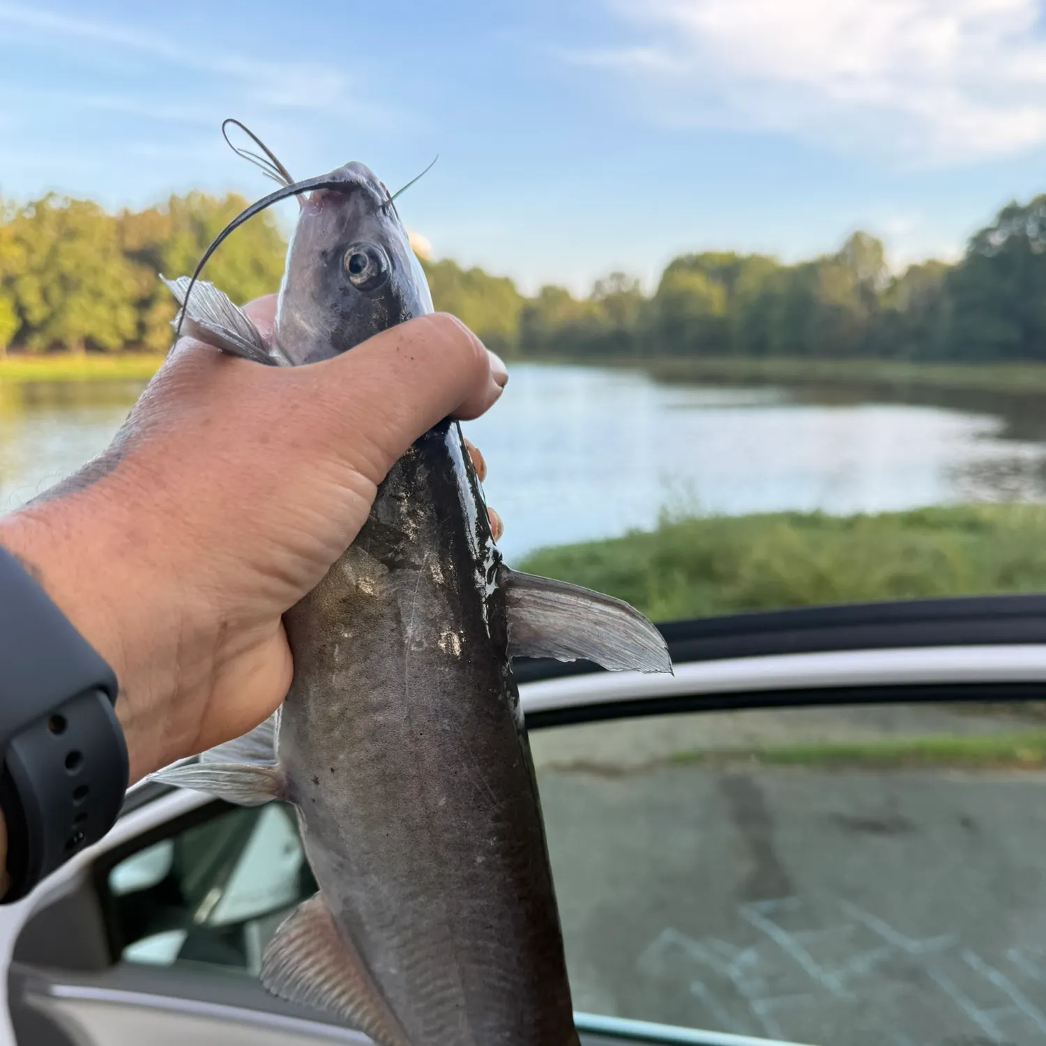 Channel catfish caught on Fishbrain