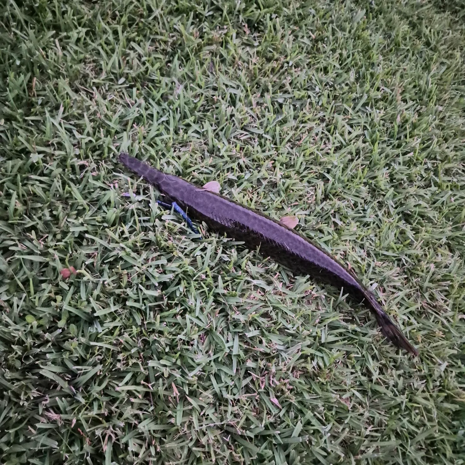 Spotted gar caught on Fishbrain
