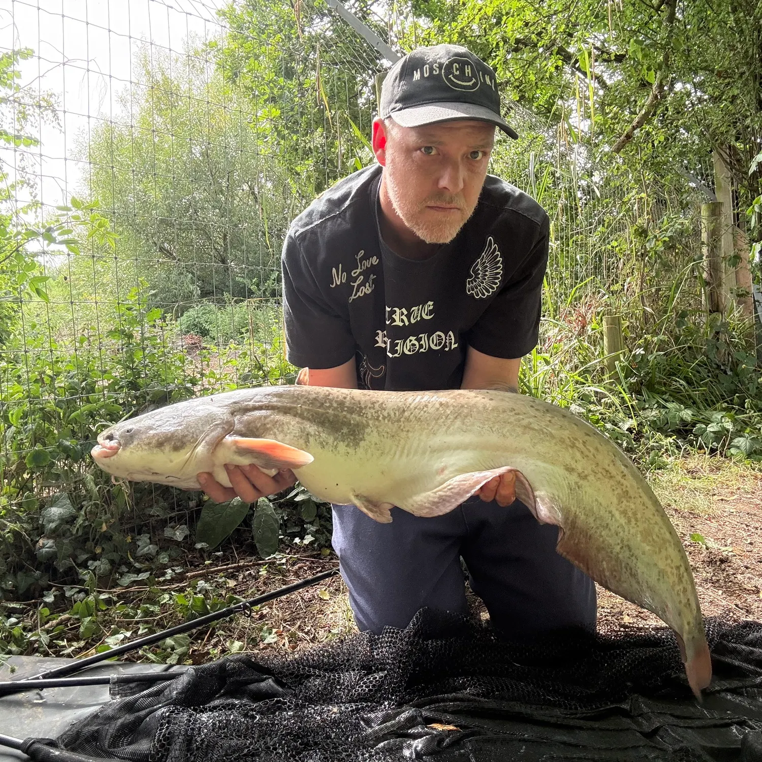 The most recent Wels catfish catches on Fishbrain