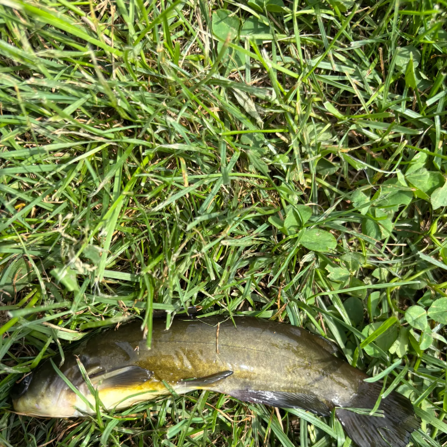 The most recent Black bullhead catches on Fishbrain