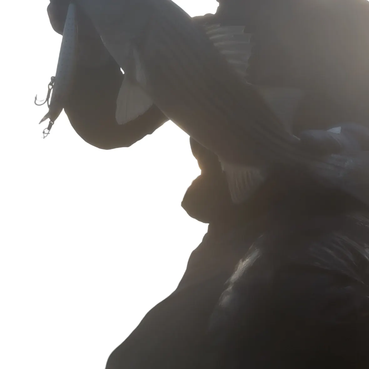 The most recent Striped bass catches on Fishbrain