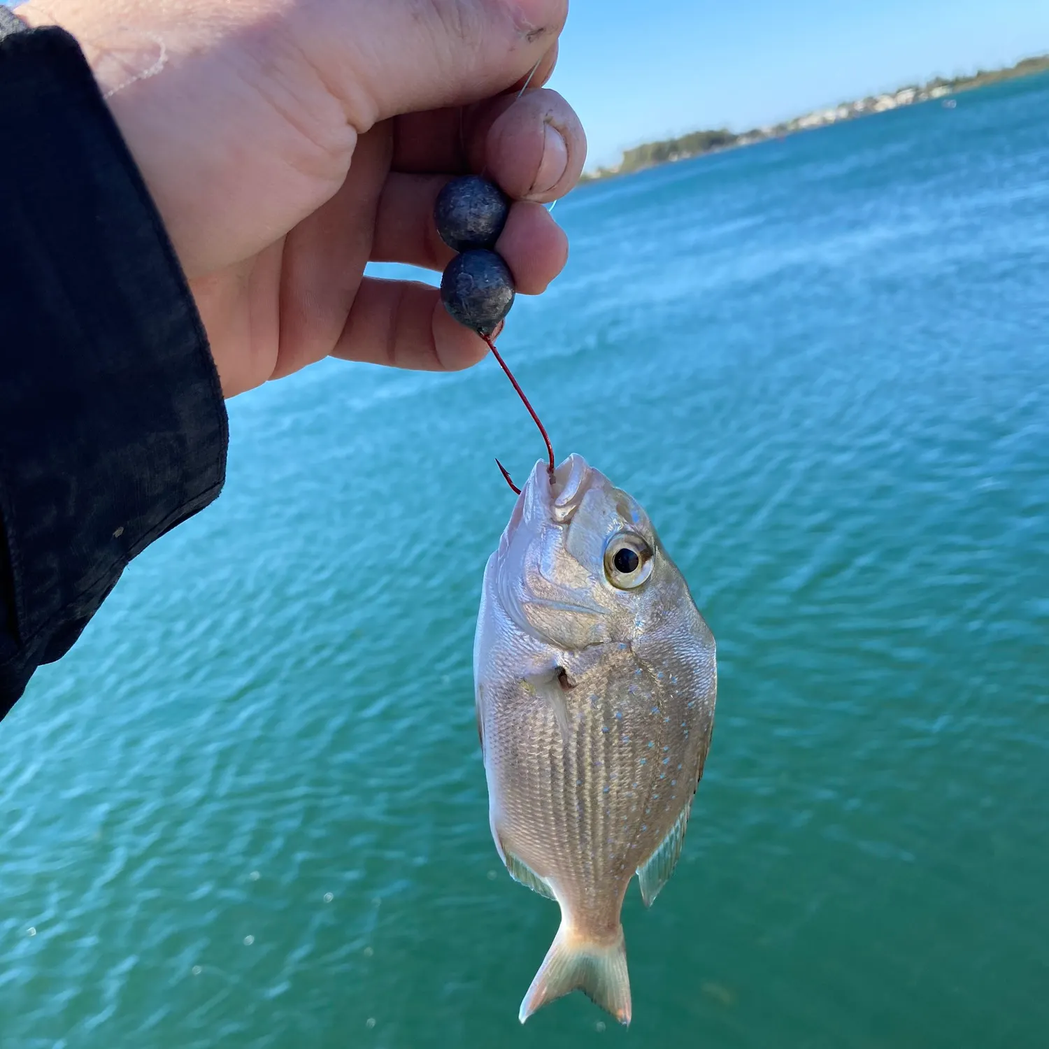 The most recent Port Jackson shark catches on Fishbrain