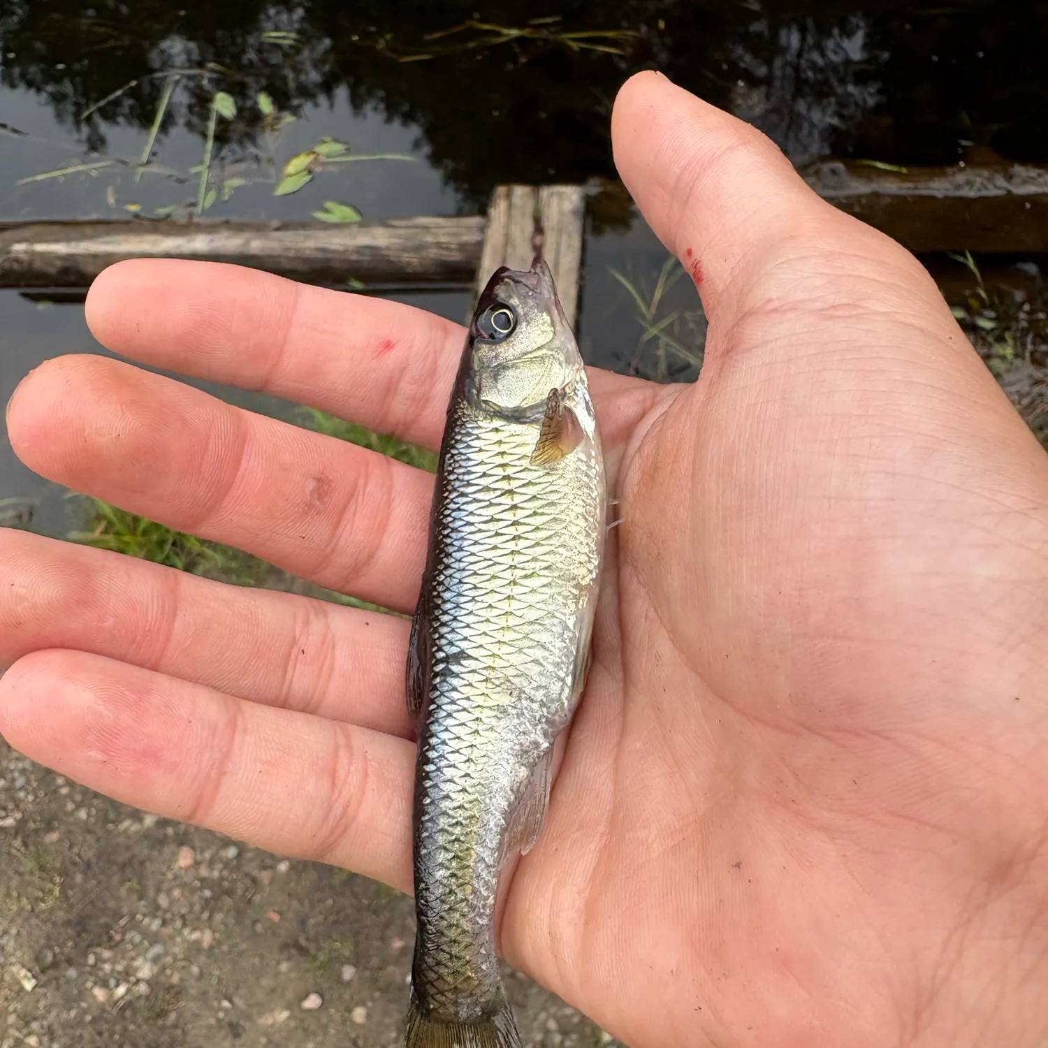 Common shiner caught on Fishbrain
