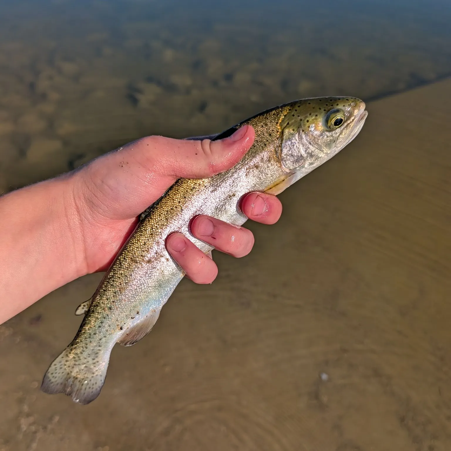 Rainbow trout caught on Fishbrain