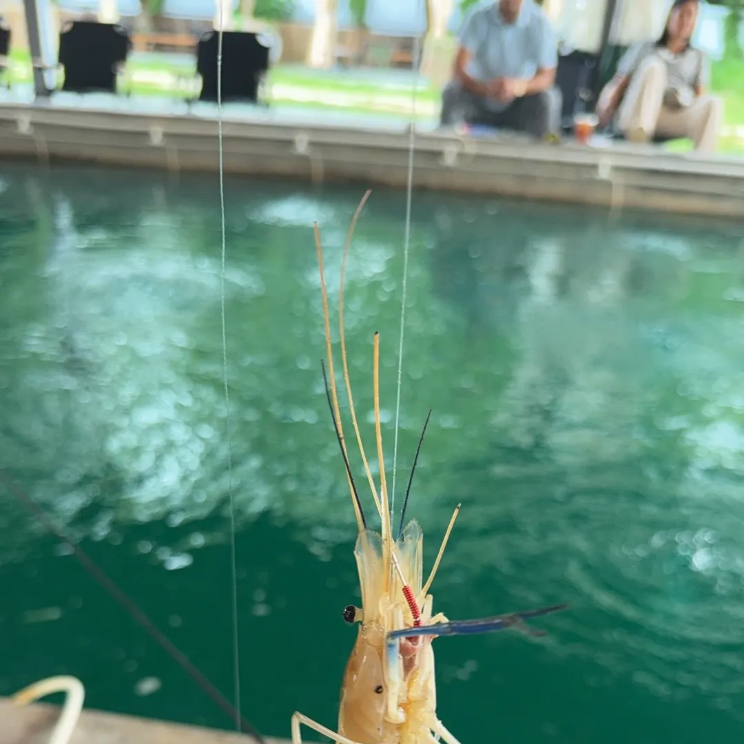 The most recent Shrimp scad catches on Fishbrain