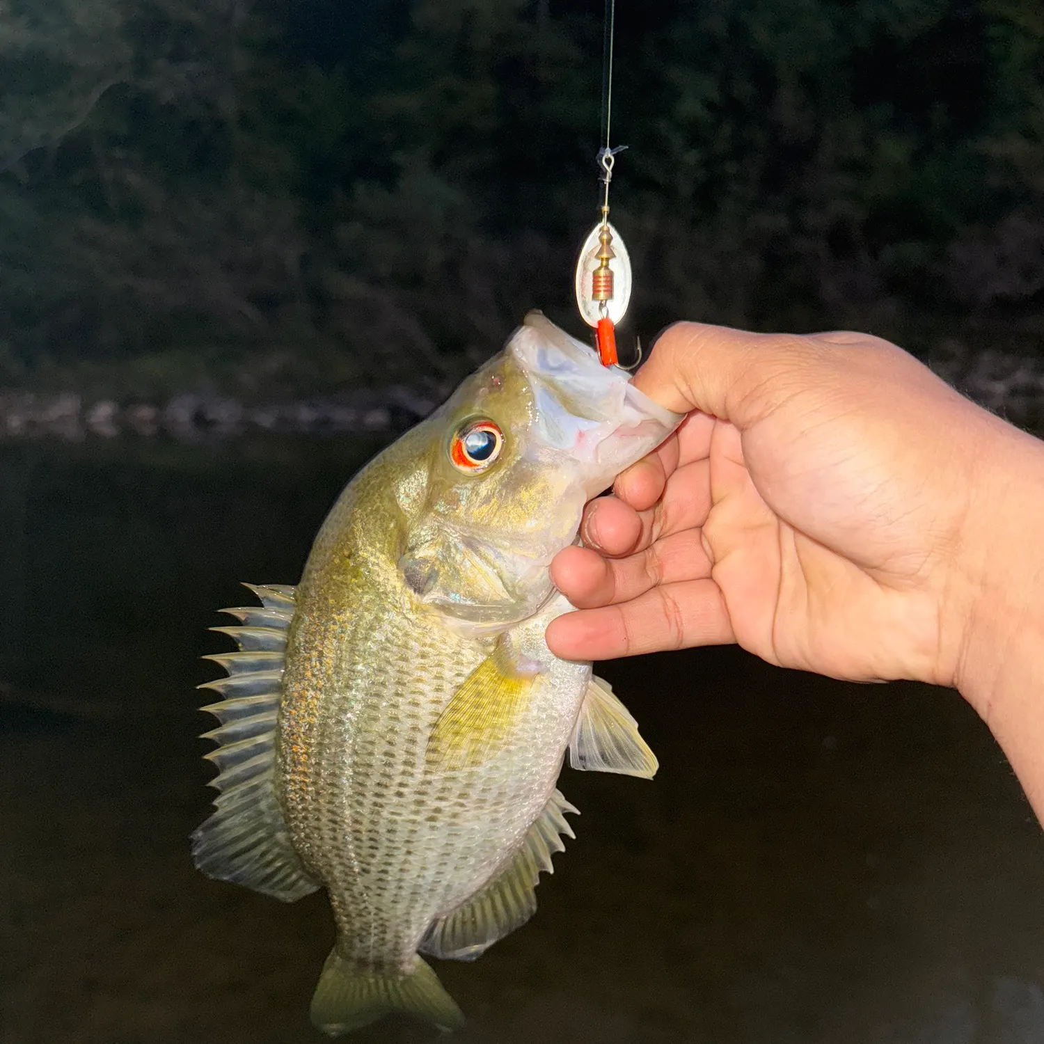 The most recent Roanoke bass catches on Fishbrain