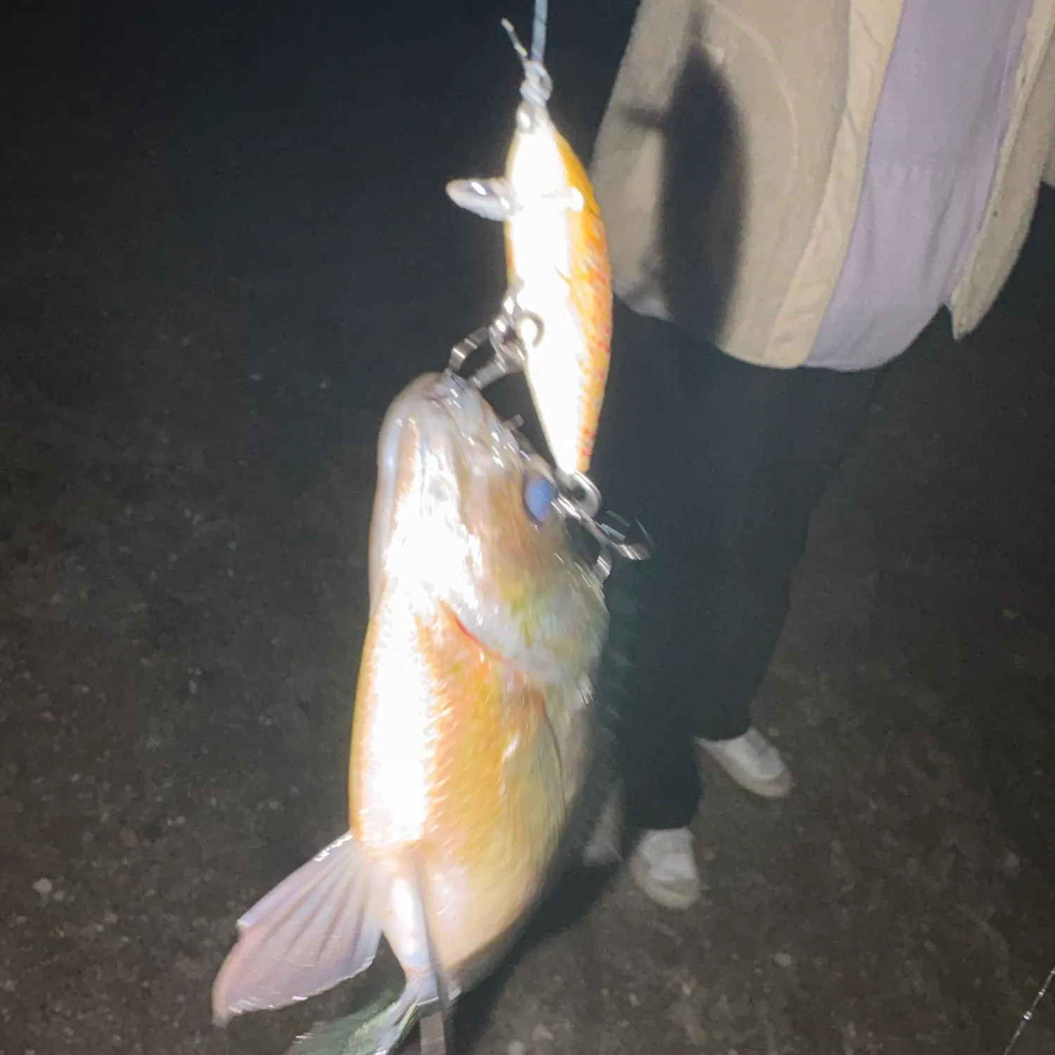 Bluegill caught on Fishbrain