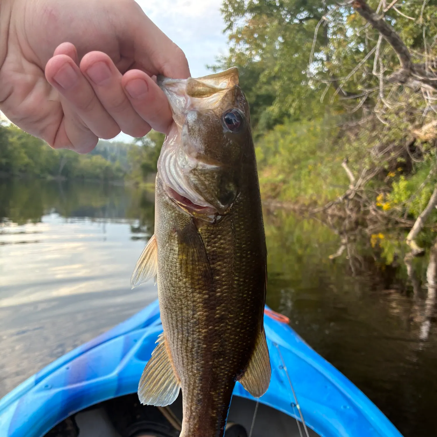 Spotted bass caught on Fishbrain