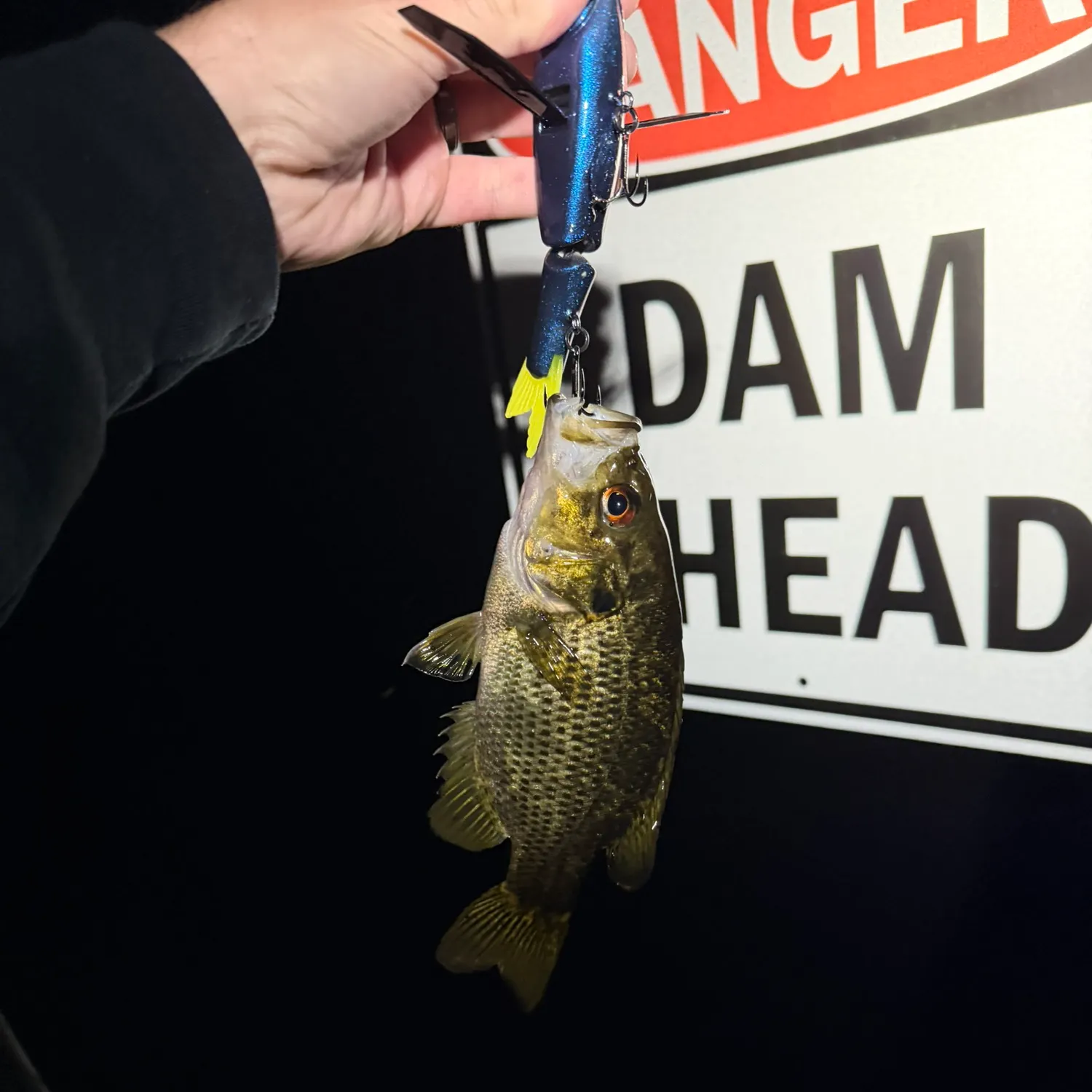 Rock bass caught on Fishbrain