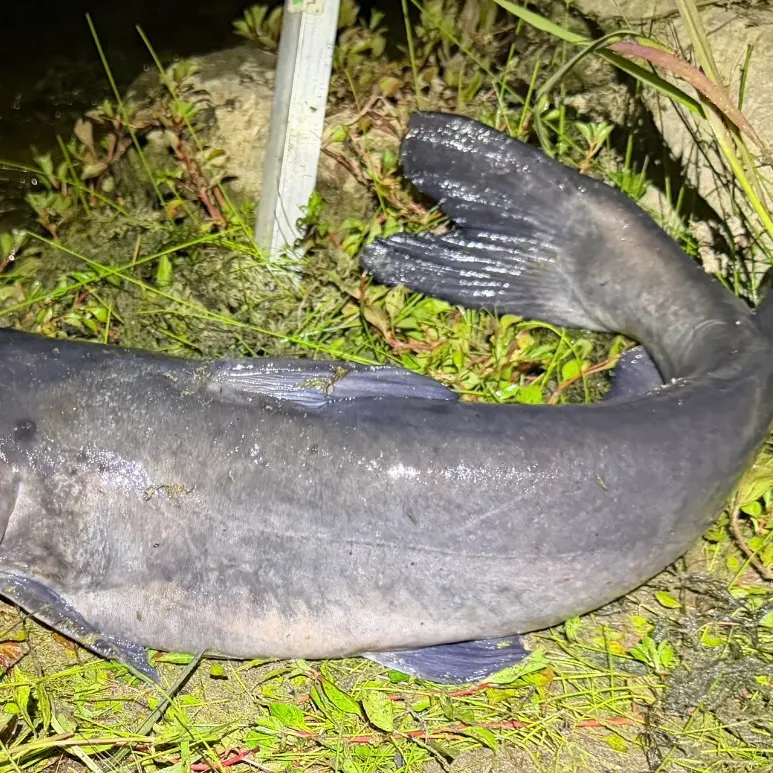 Channel catfish caught on Fishbrain