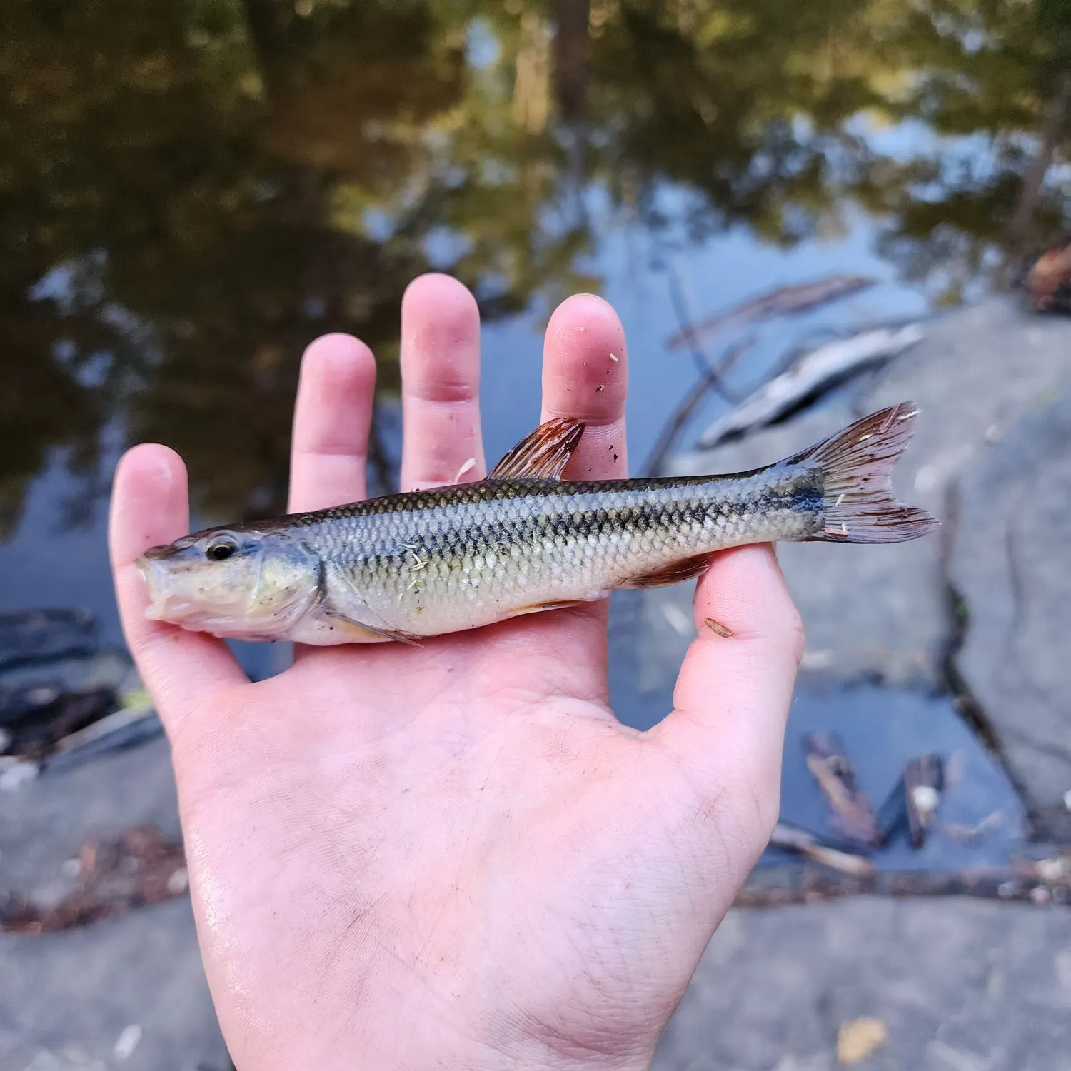 Hornyhead chub caught on Fishbrain