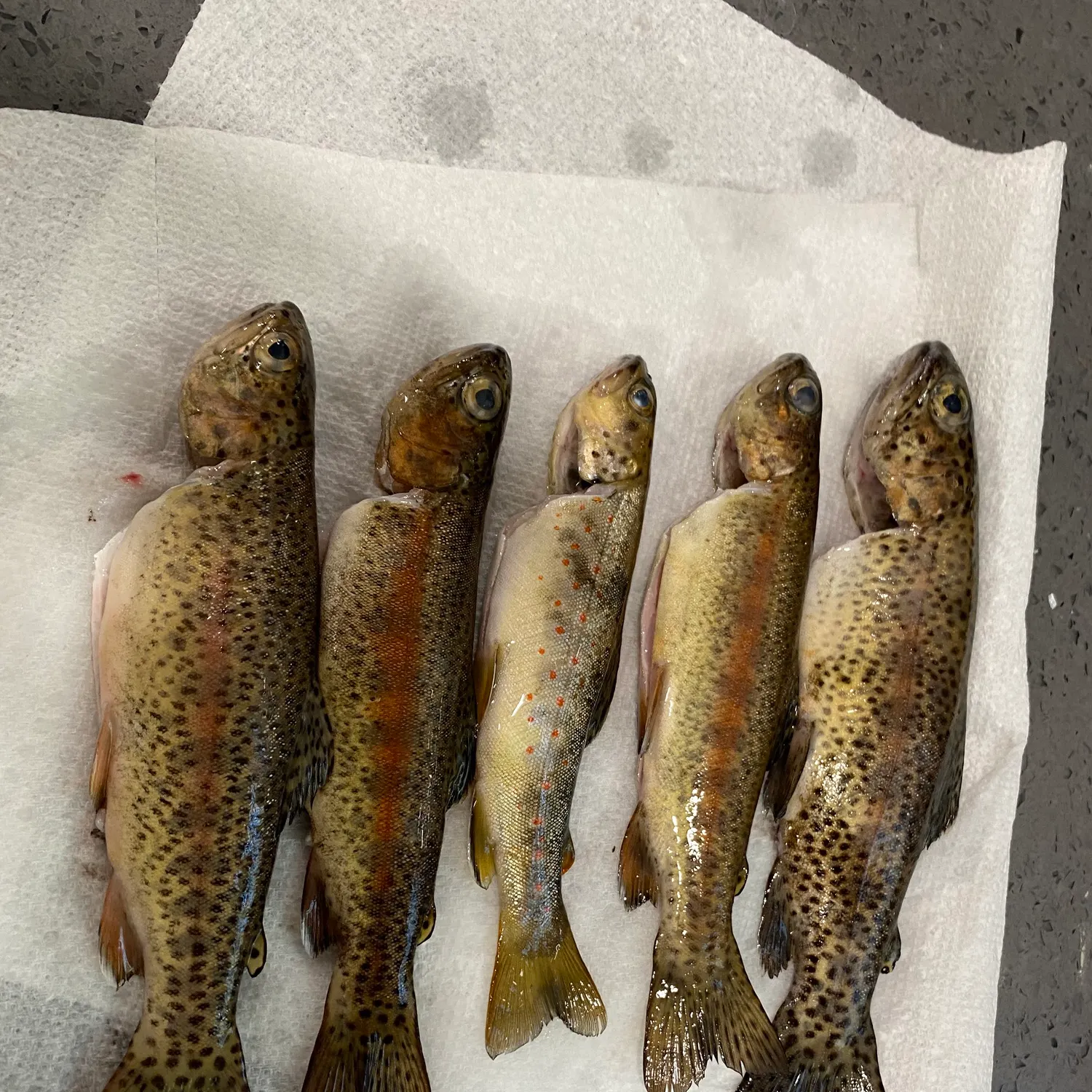 recently logged catches