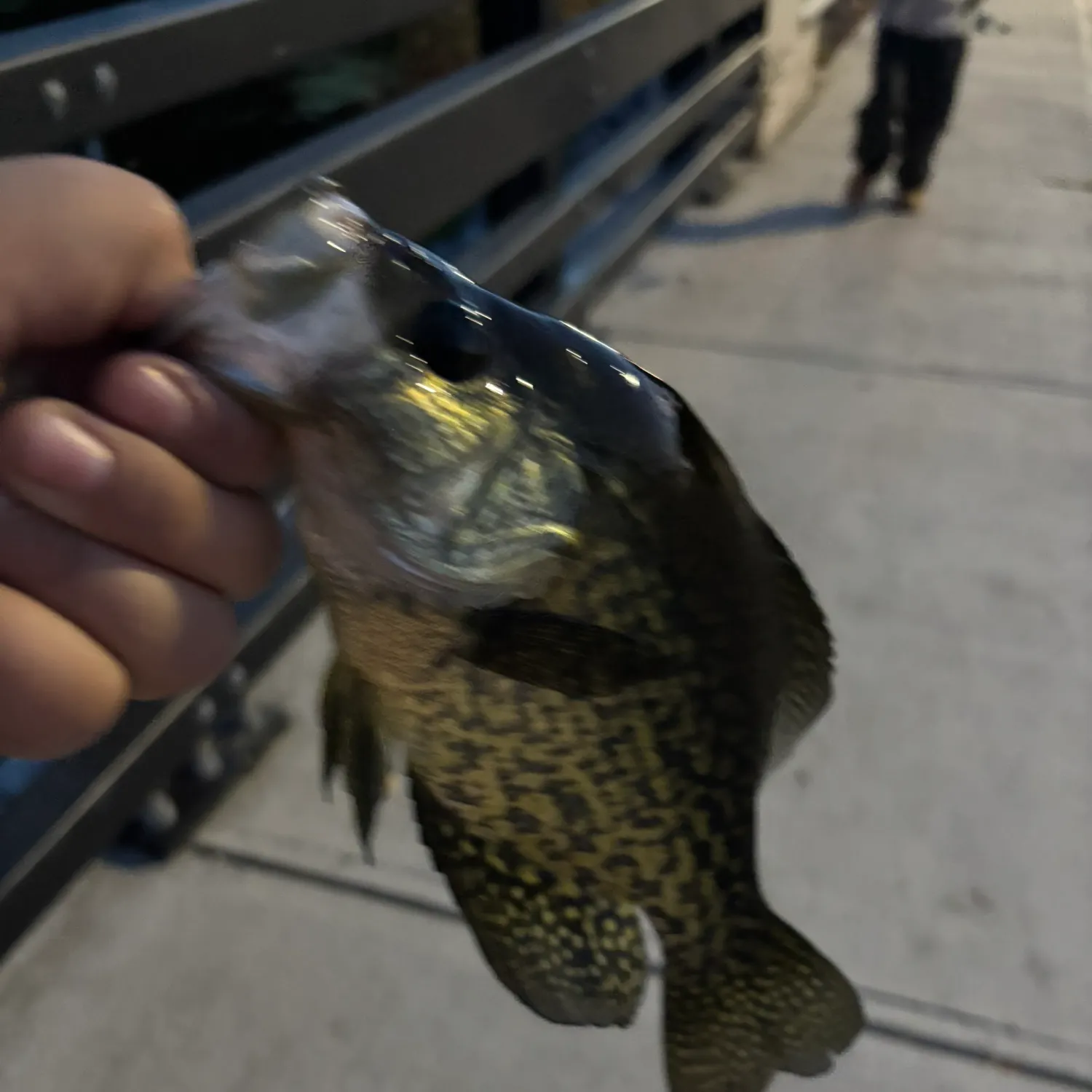 Black crappie caught on Fishbrain