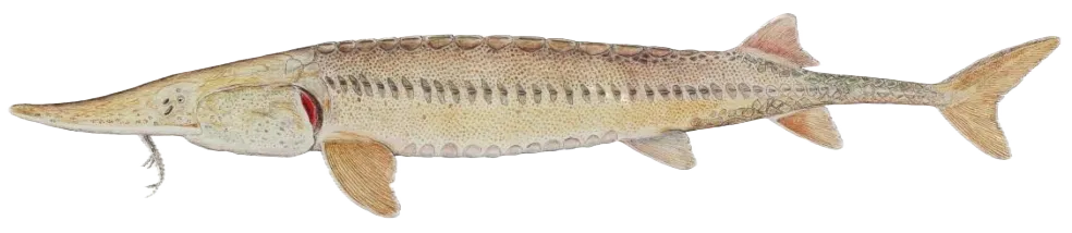 Pallid sturgeon