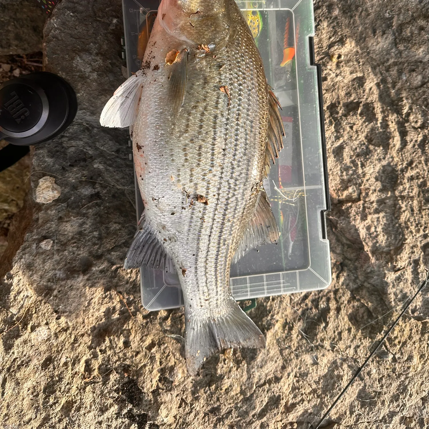 Wiper caught on Fishbrain