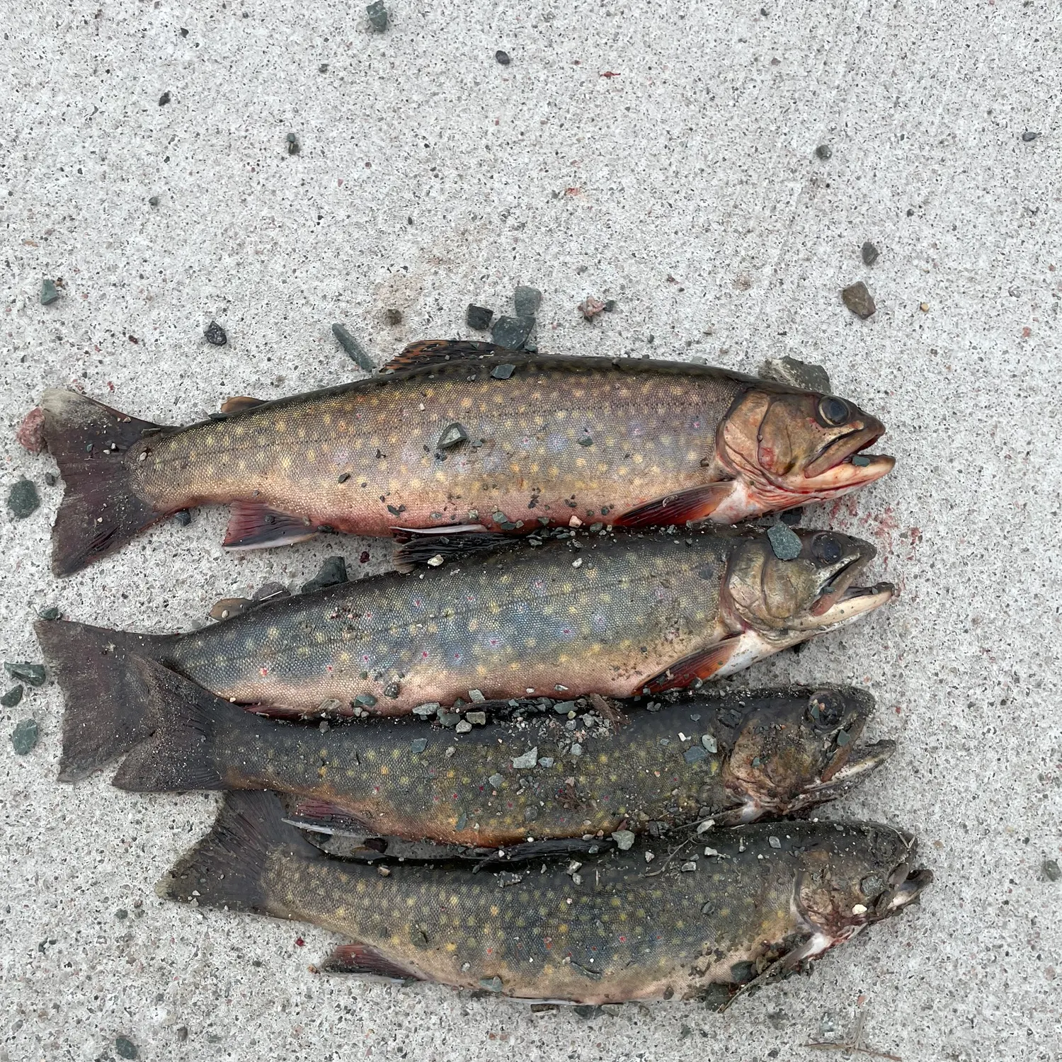 recently logged catches