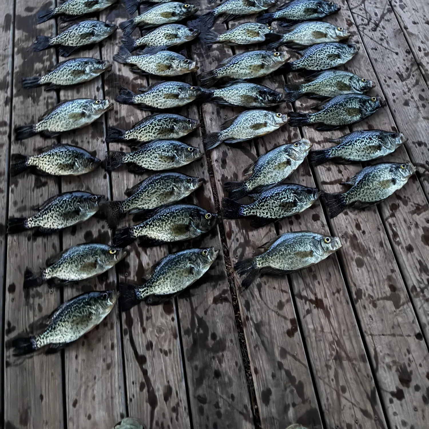 recently logged catches