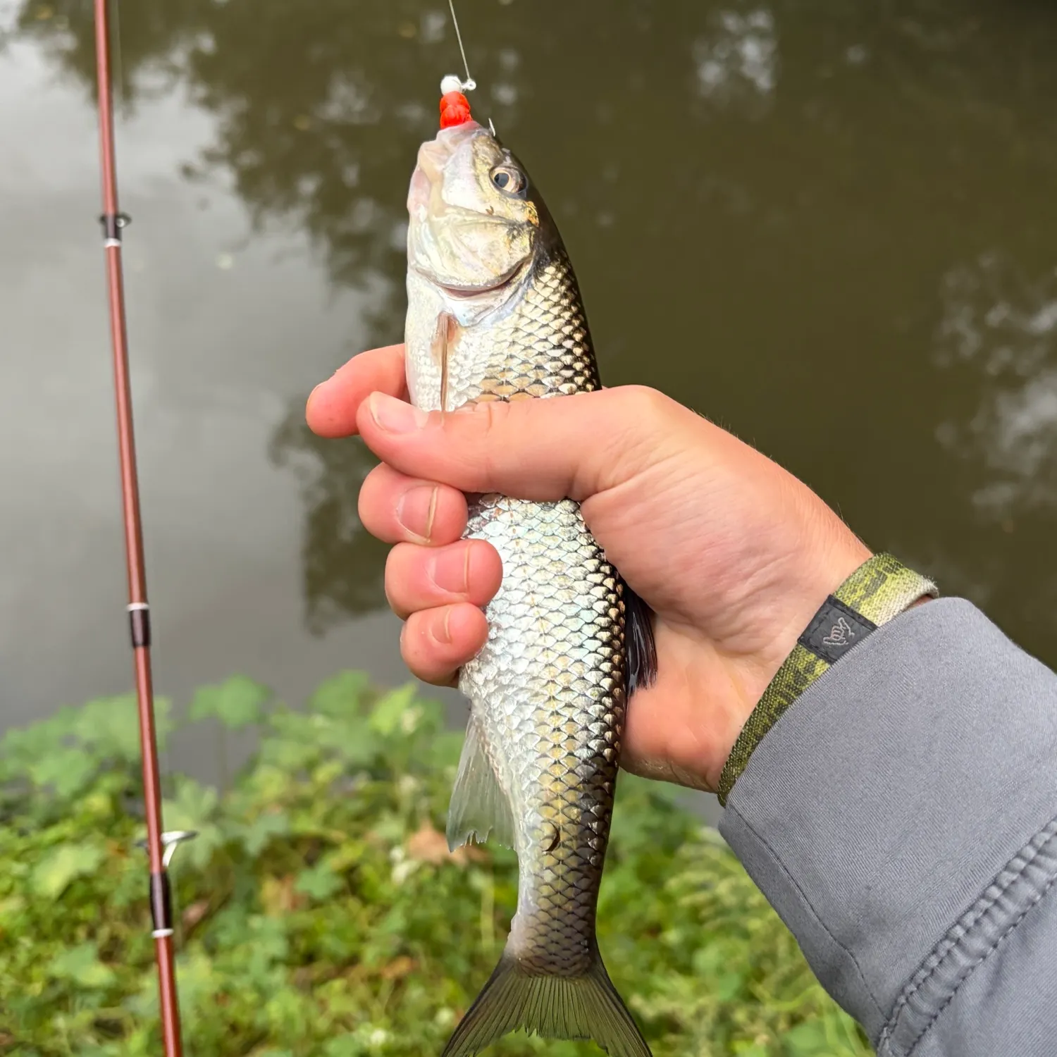 Fallfish caught on Fishbrain
