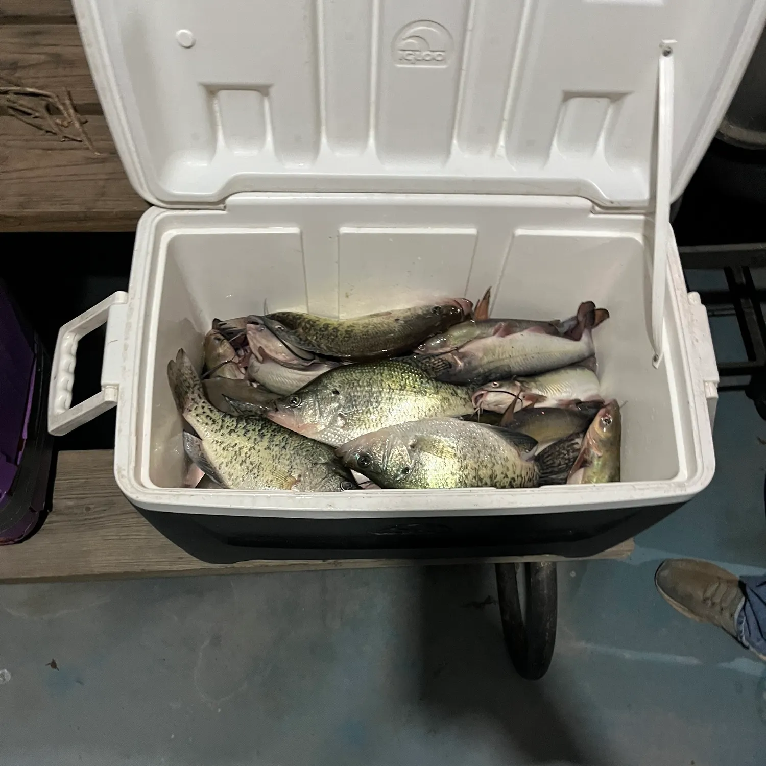 recently logged catches