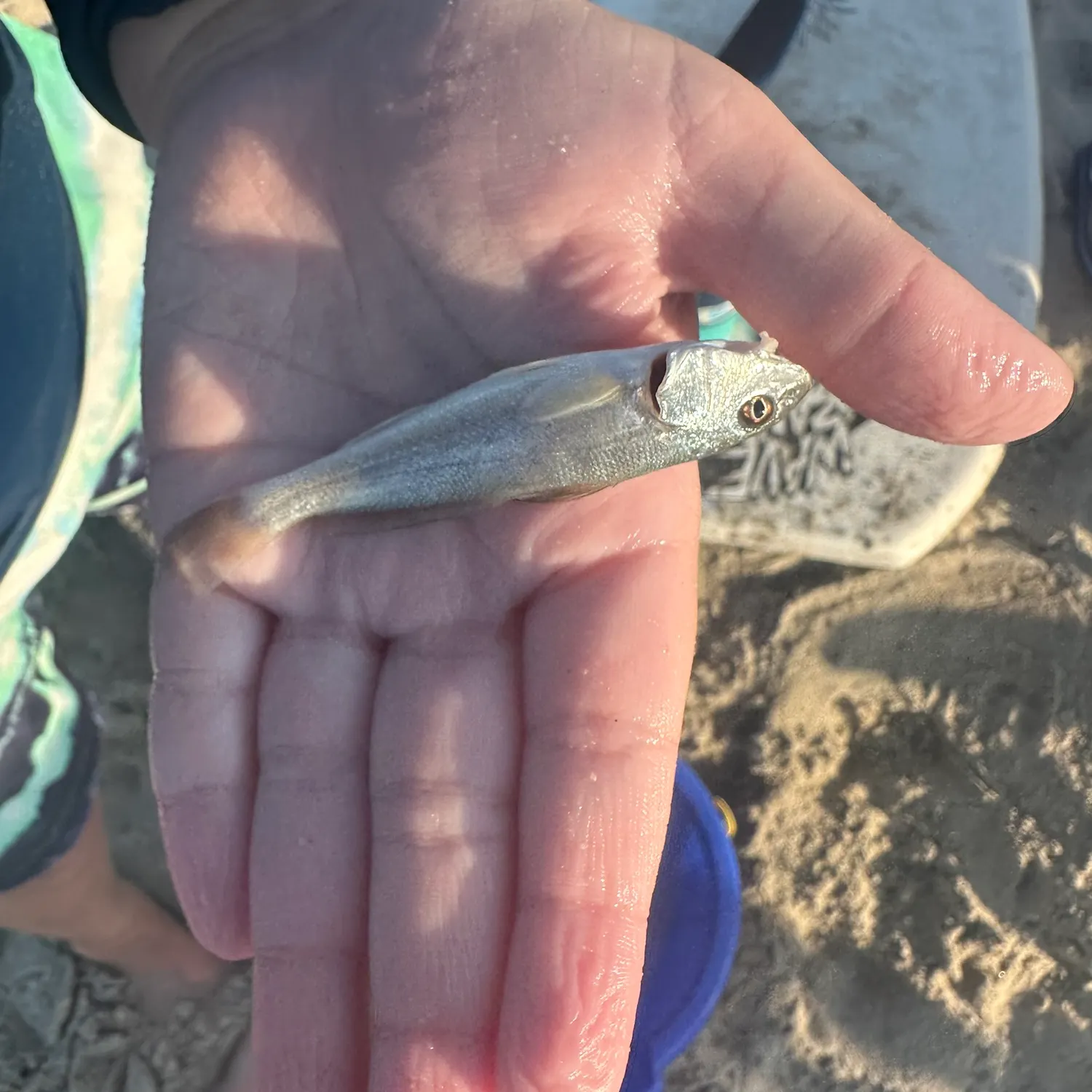 Gray weakfish caught on Fishbrain