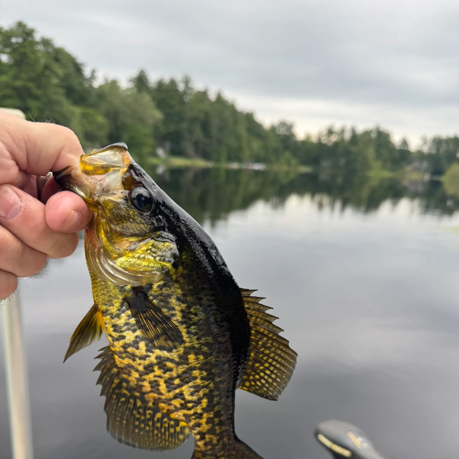 Black crappie caught on Fishbrain