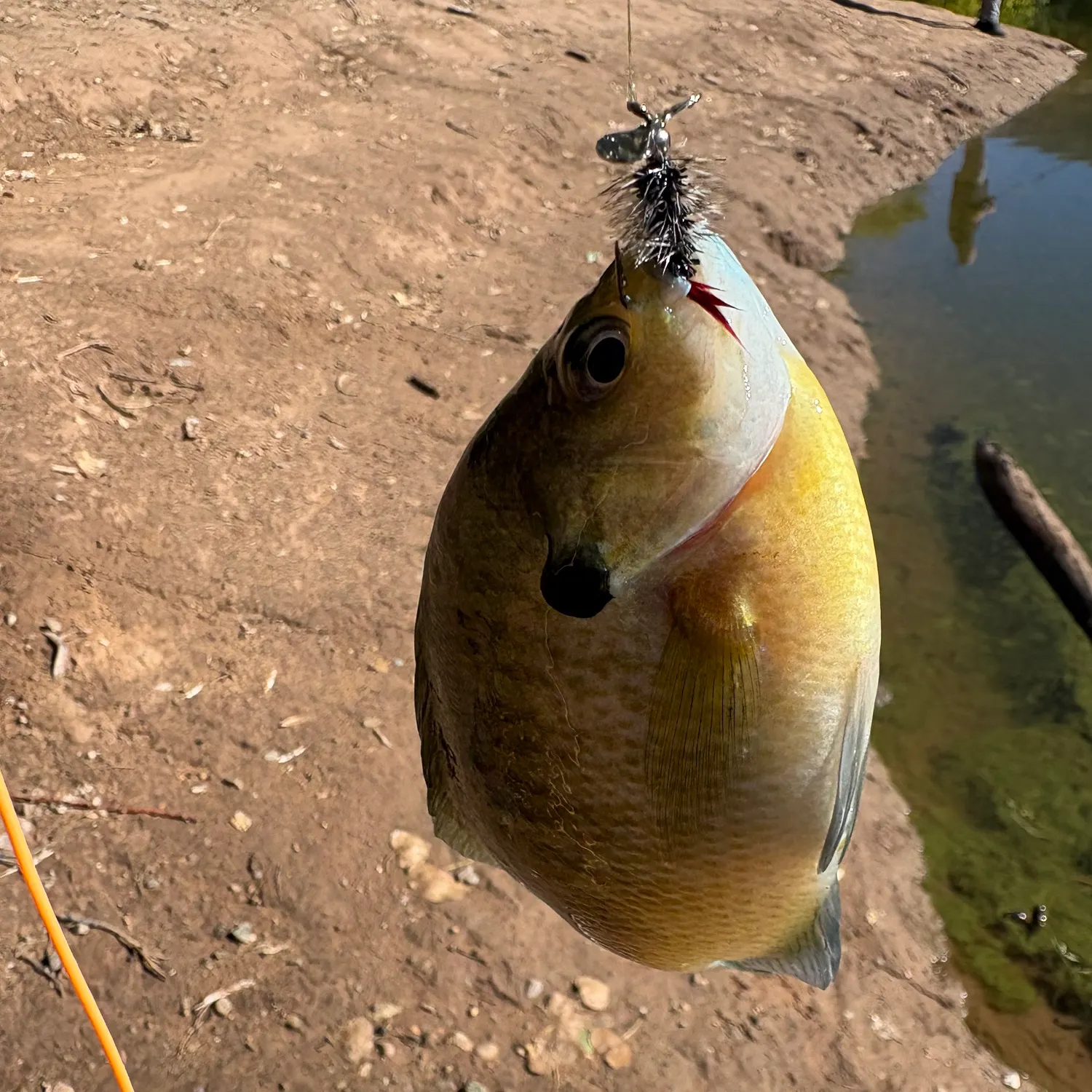 Bluegill caught on Fishbrain