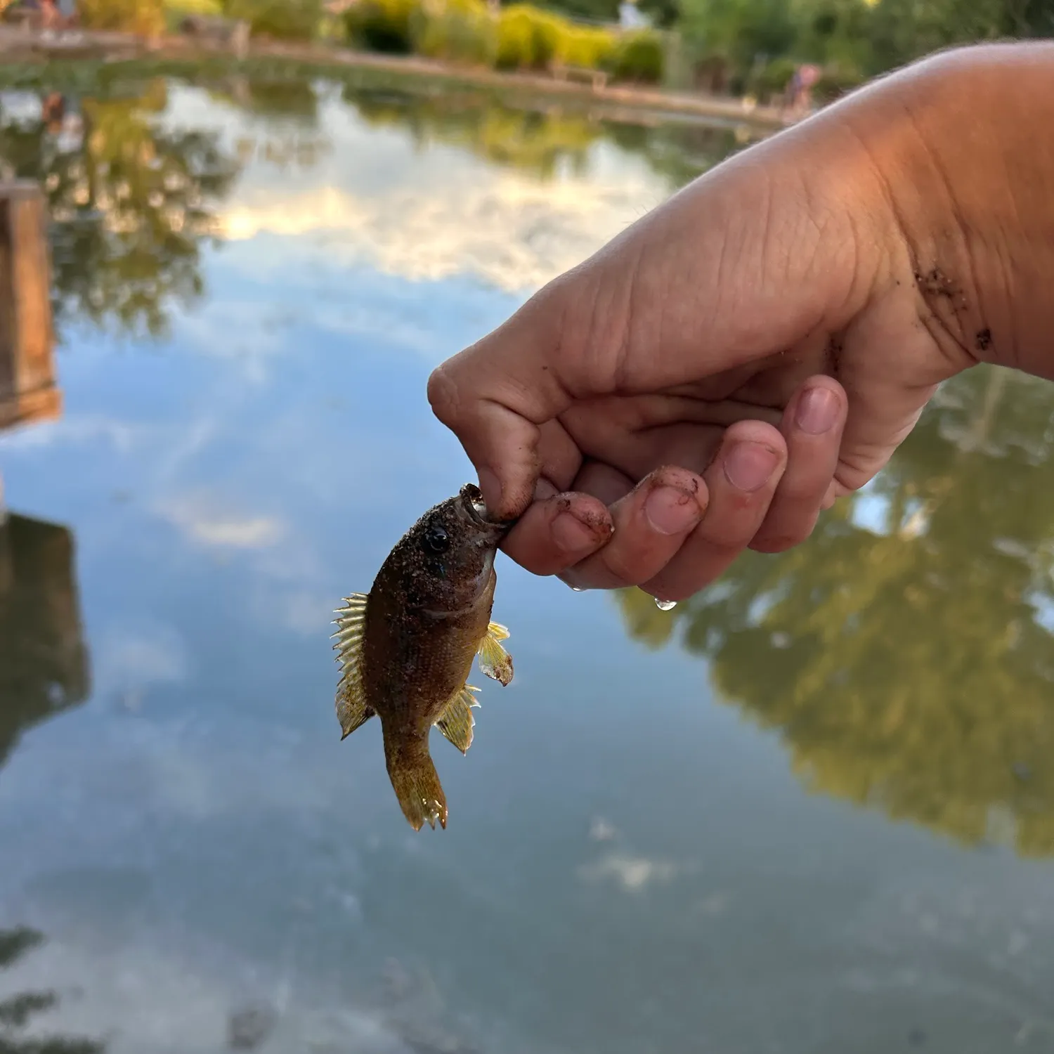 Green sunfish caught on Fishbrain