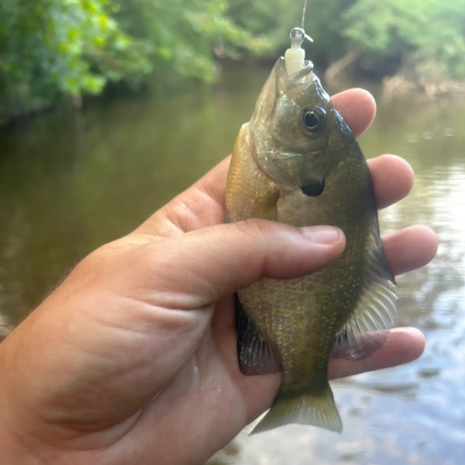 Bluegill caught on Fishbrain