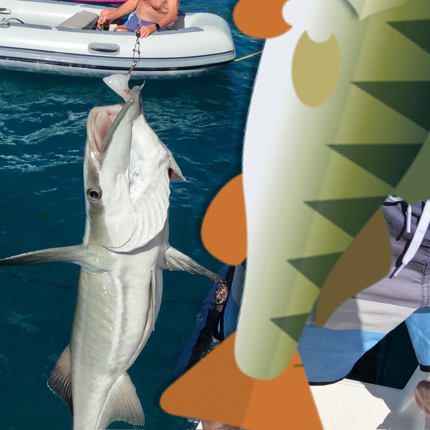 The most recent Cobia catches on Fishbrain