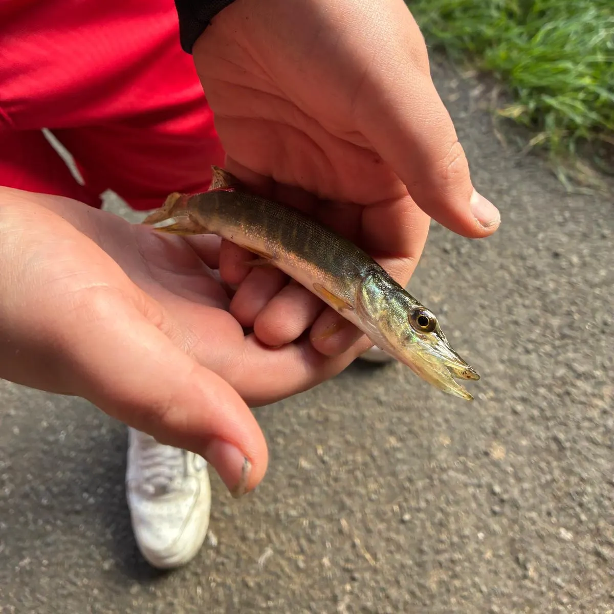 Northern pike caught on Fishbrain