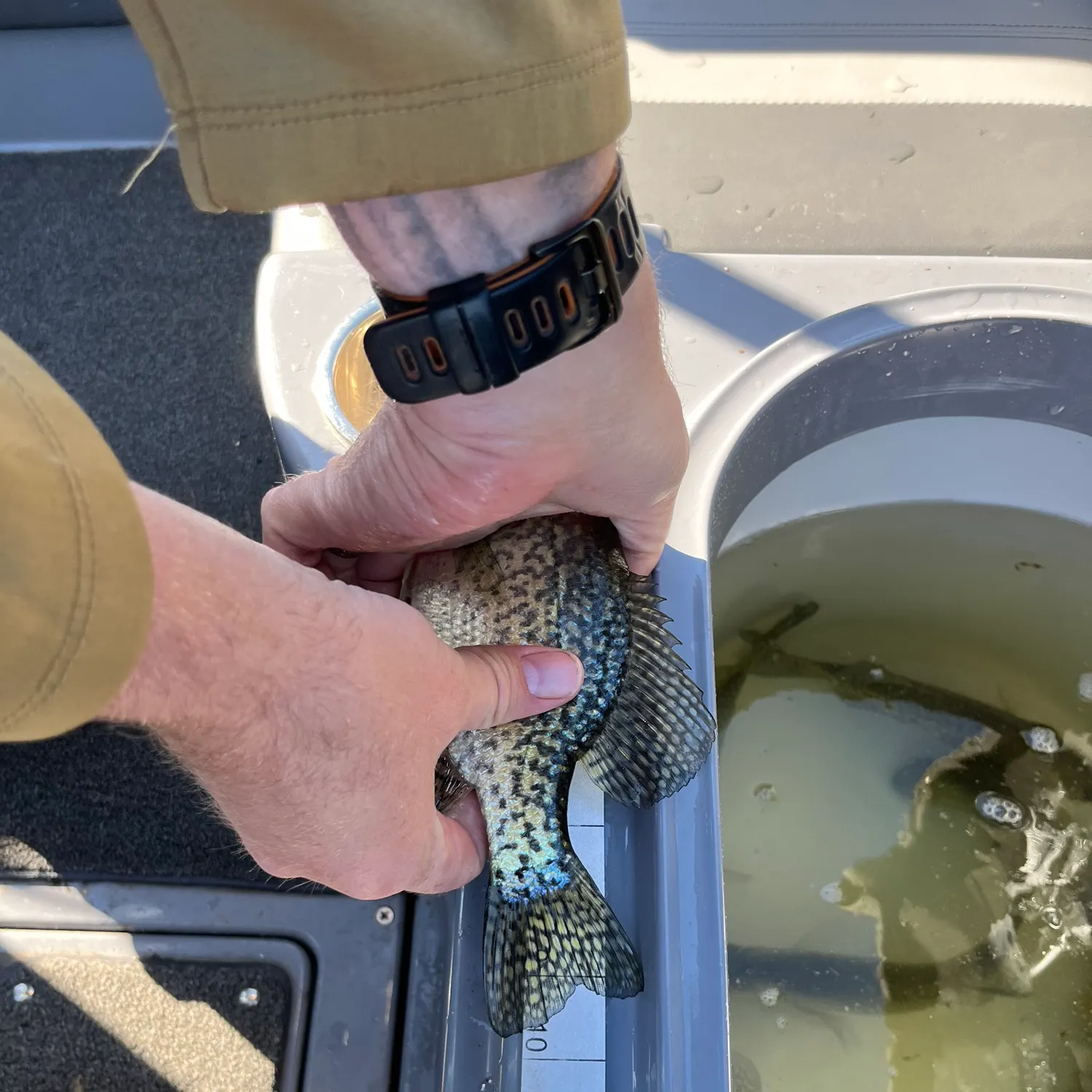 recently logged catches